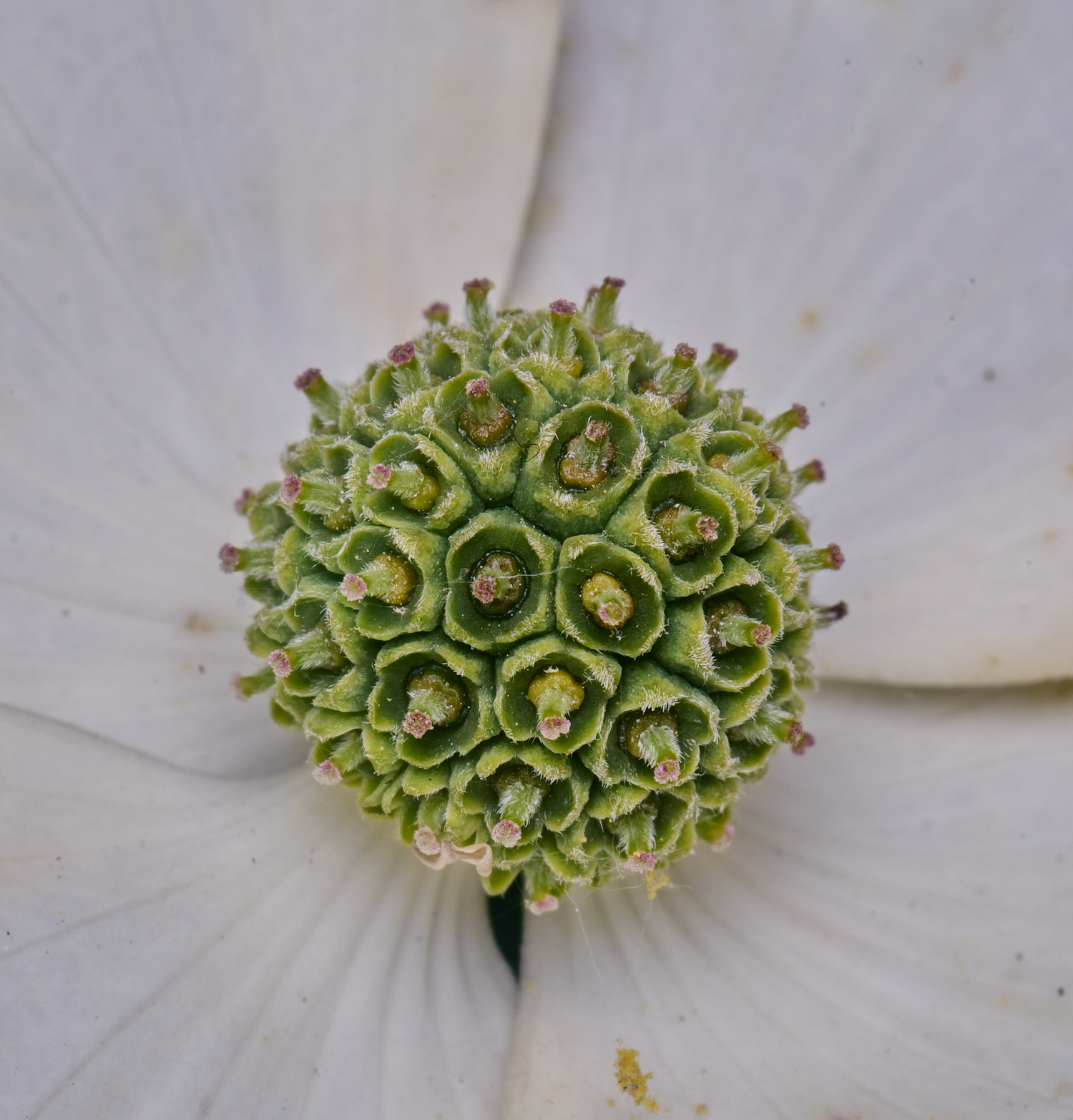 NorwichCornus210625-1