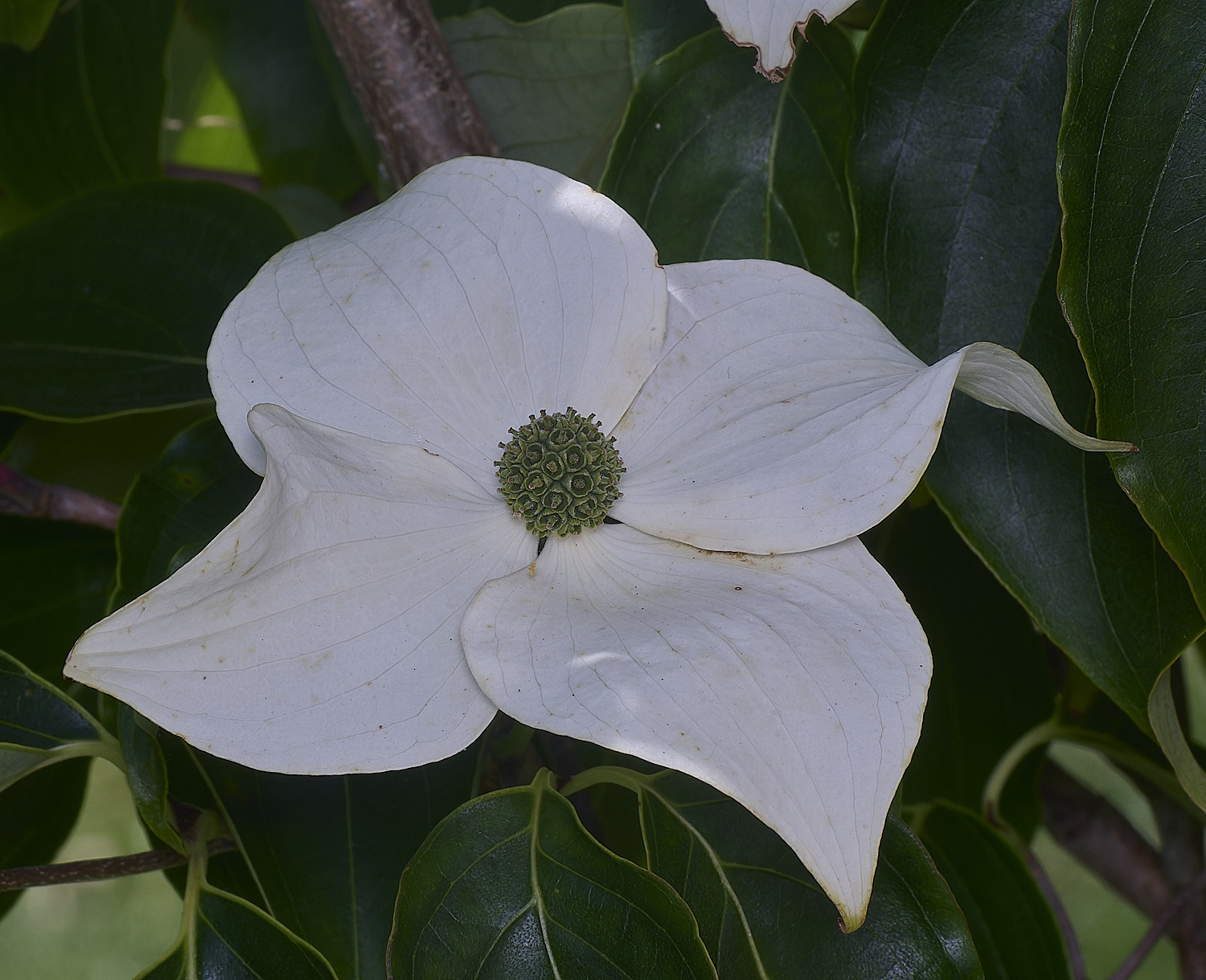 NorwichCornus210625-2
