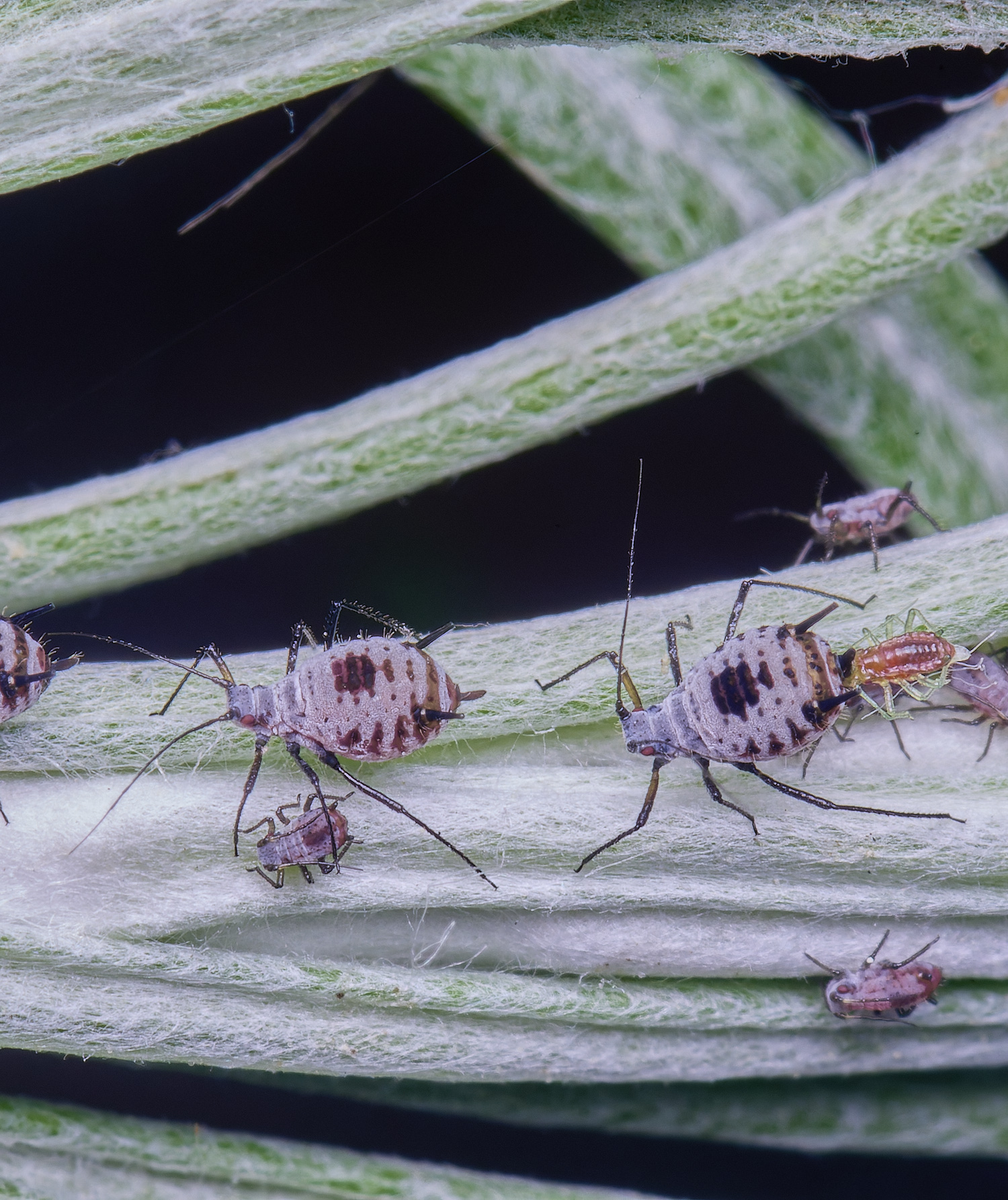 NorwichCurry240525-3 1