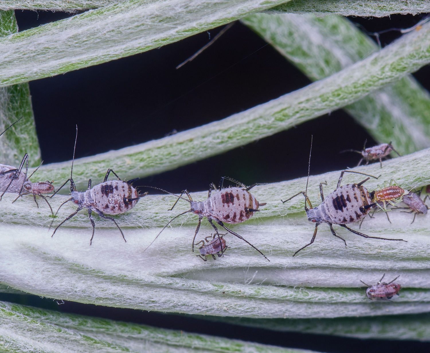 NorwichCurry240525-3