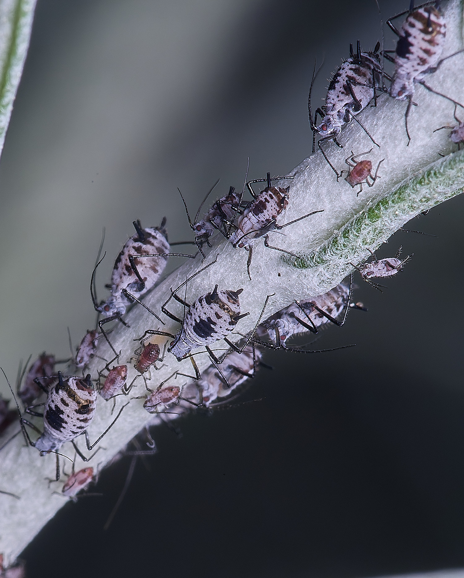 NorwichCurry240525-4