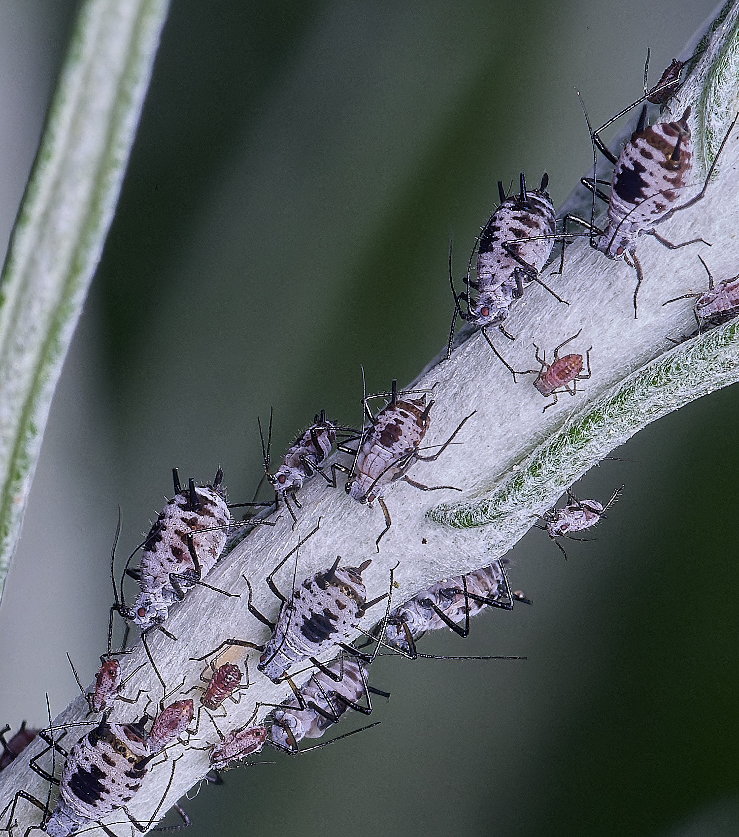 NorwichCurry240525-5