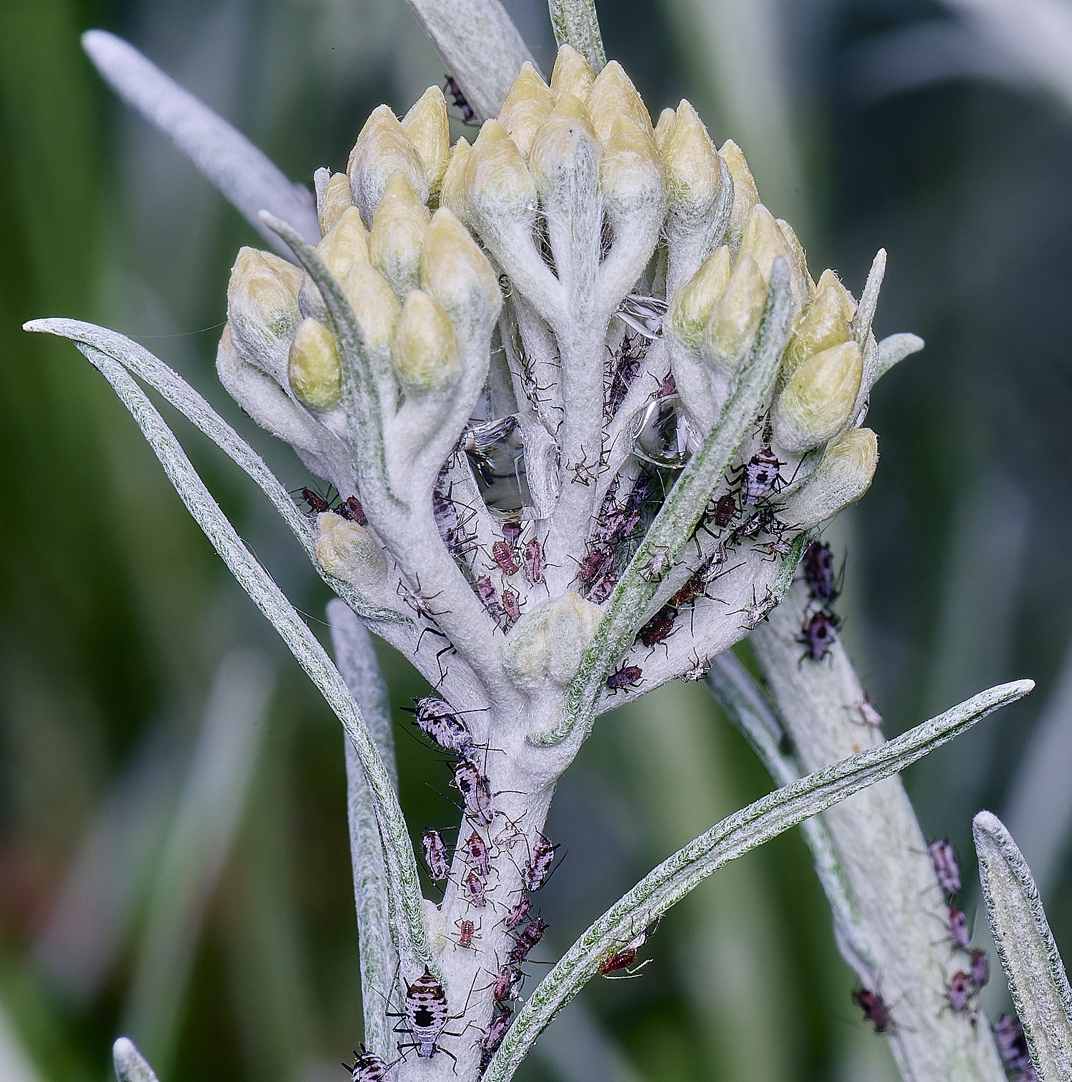 NorwichCurry240525-6