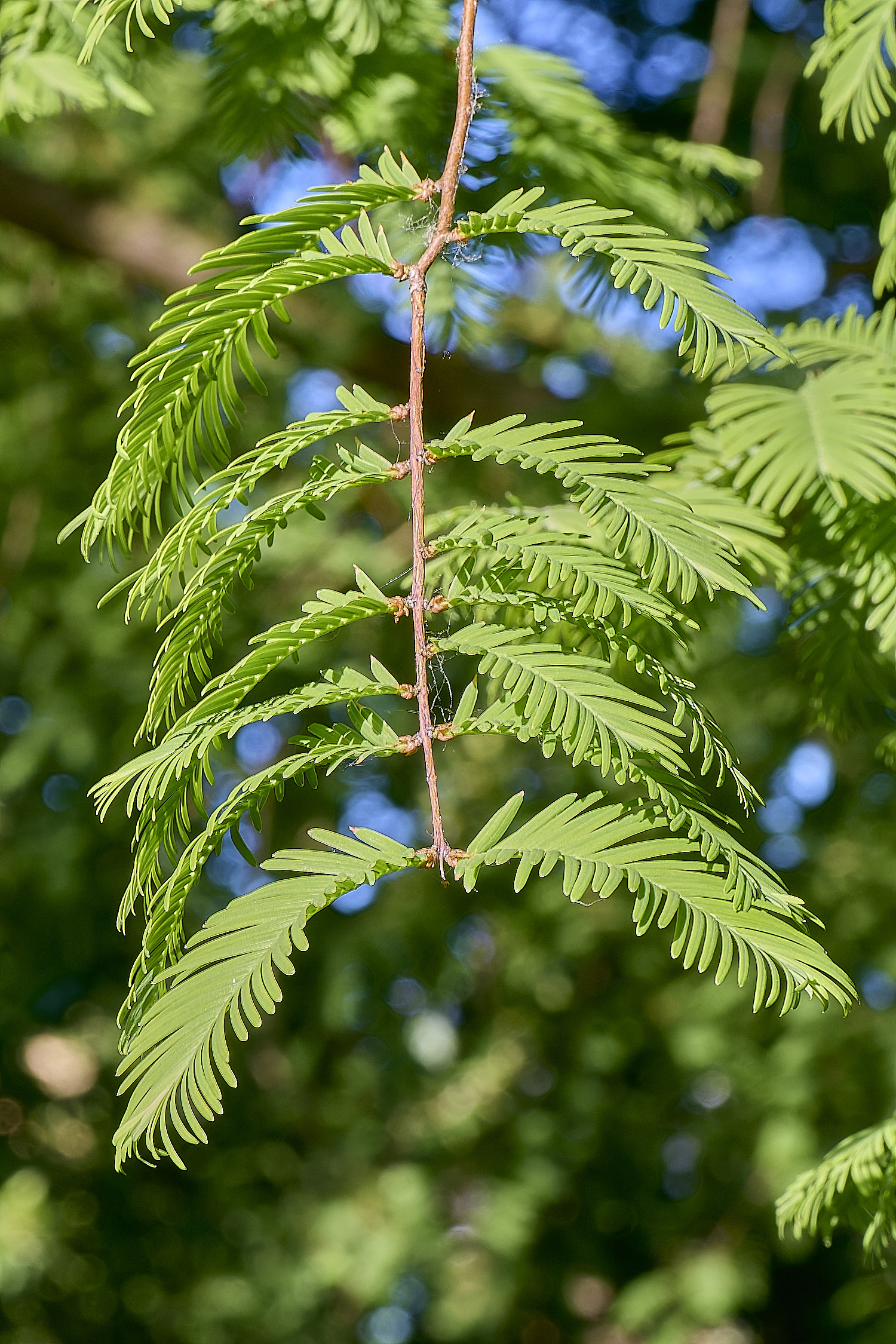 NorwichDawnRedwood200525-1