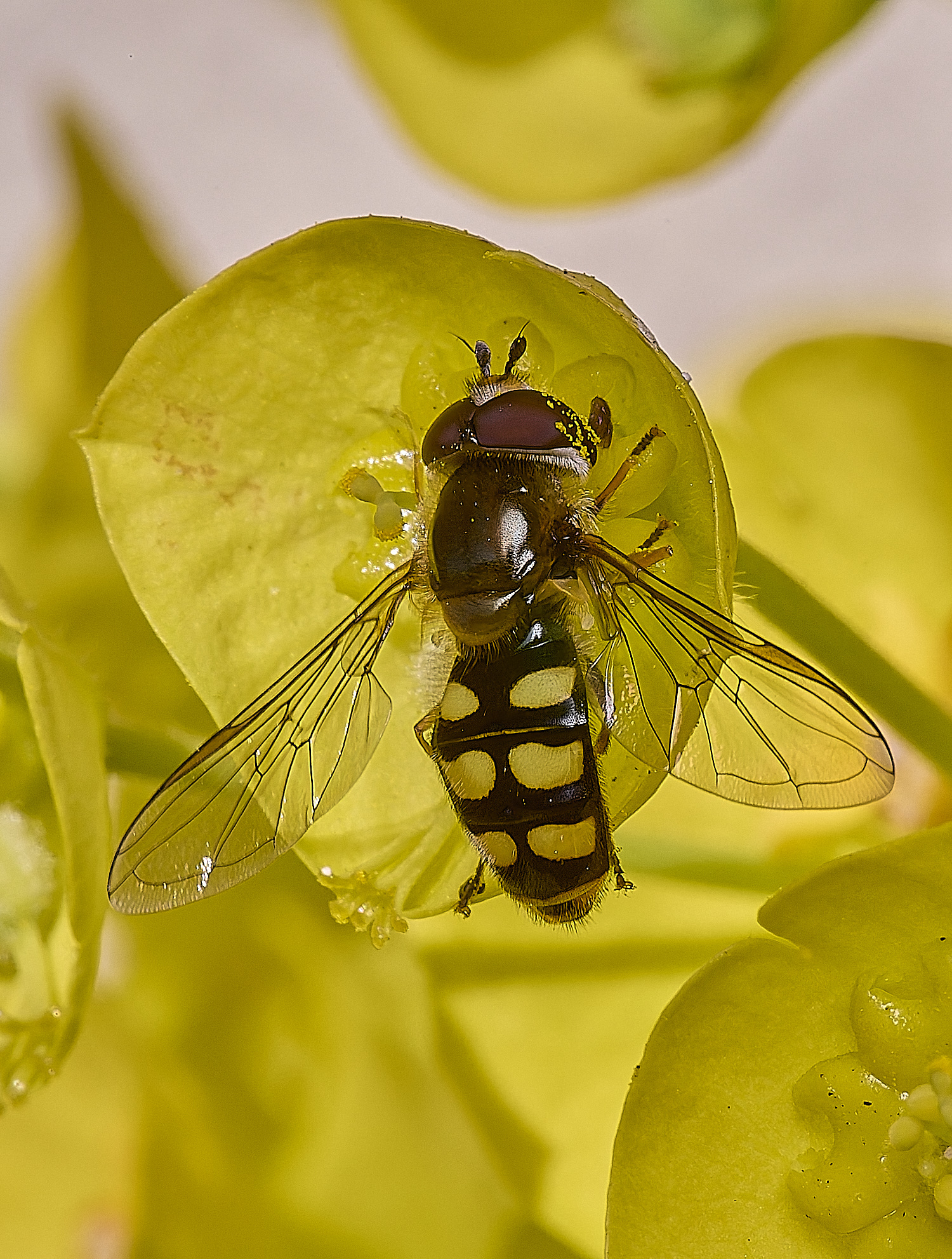 NorwichEupeodes5050425-1