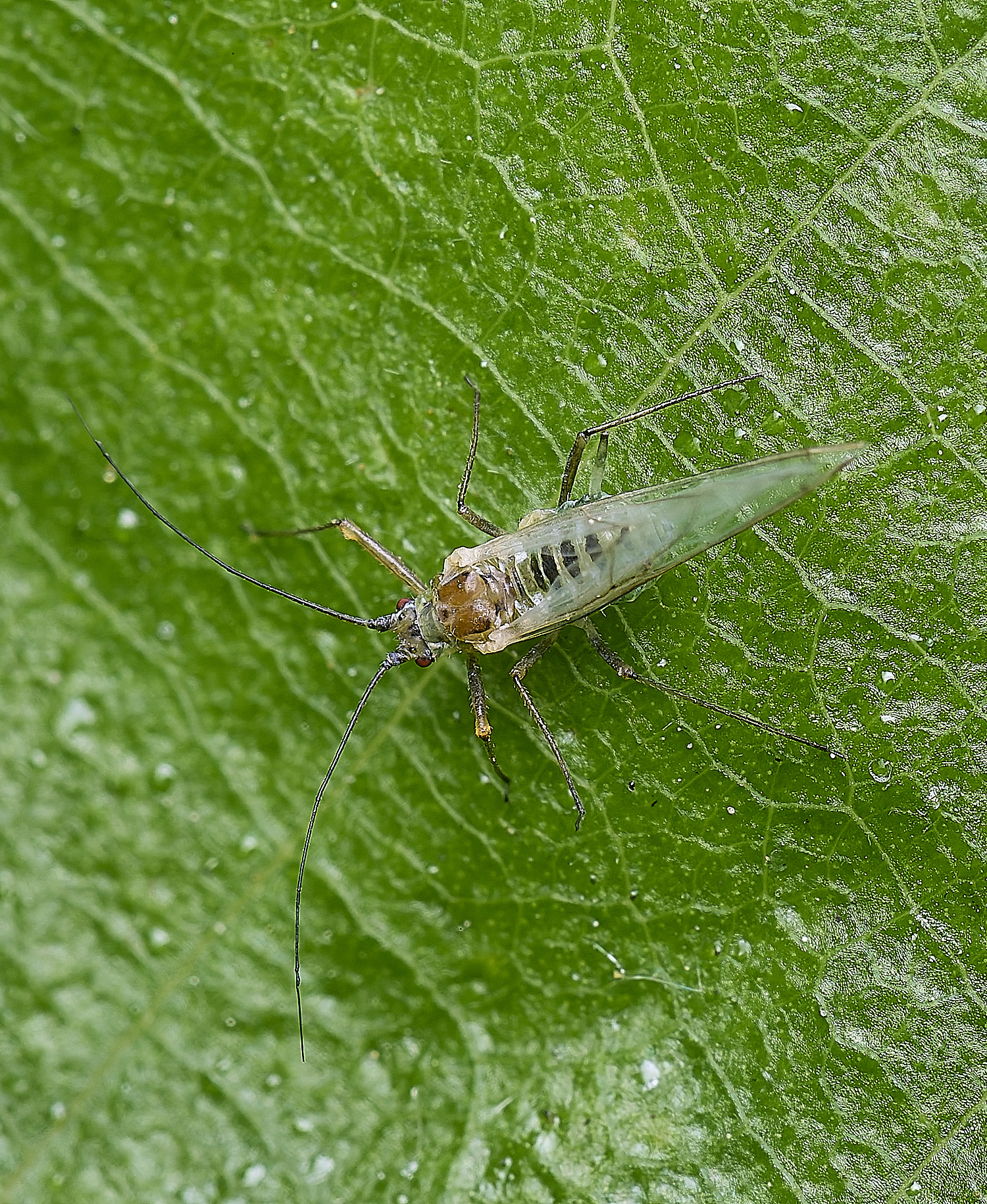 NorwichFly100525-2