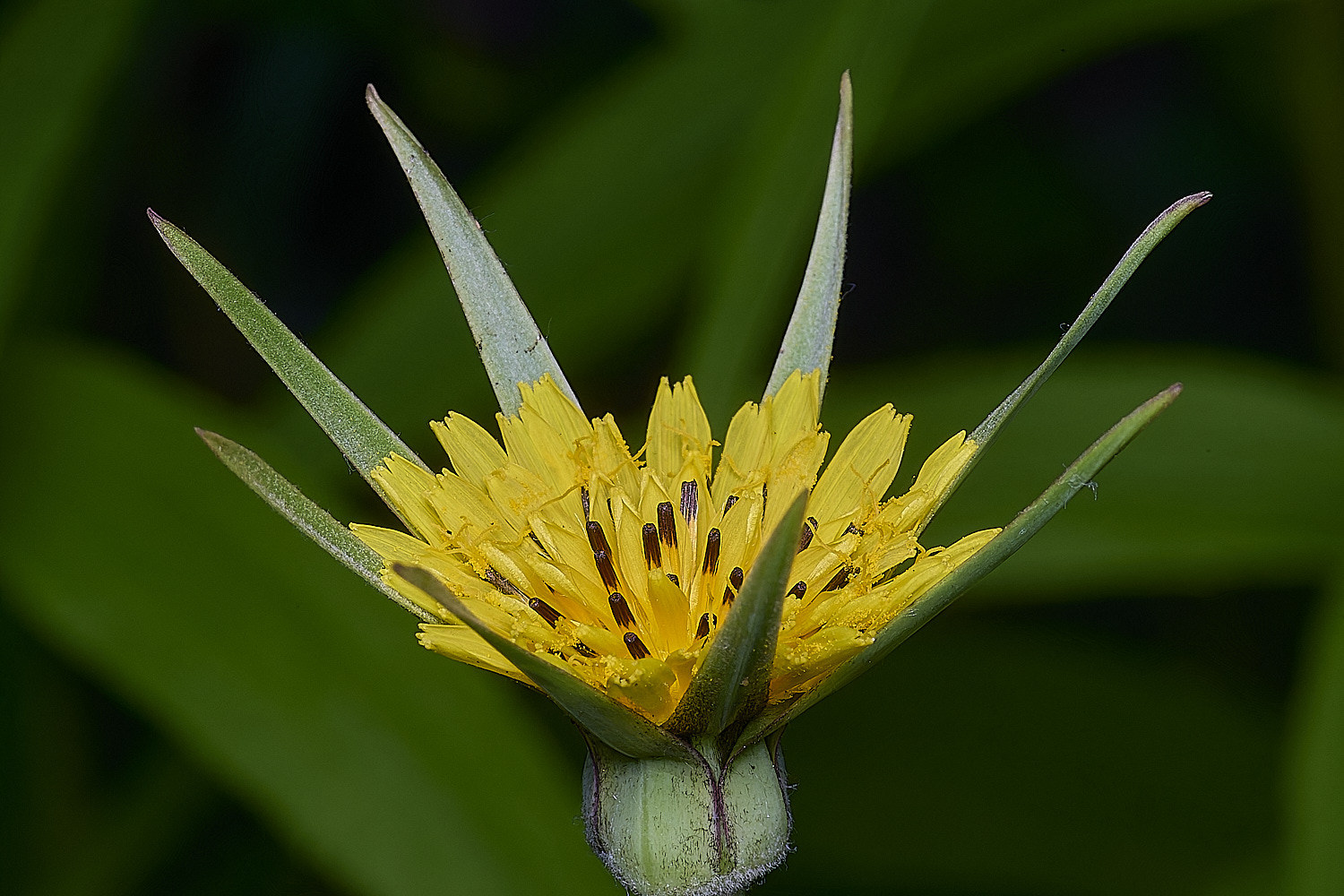 NorwichGoat&#39;sBeard150625-1