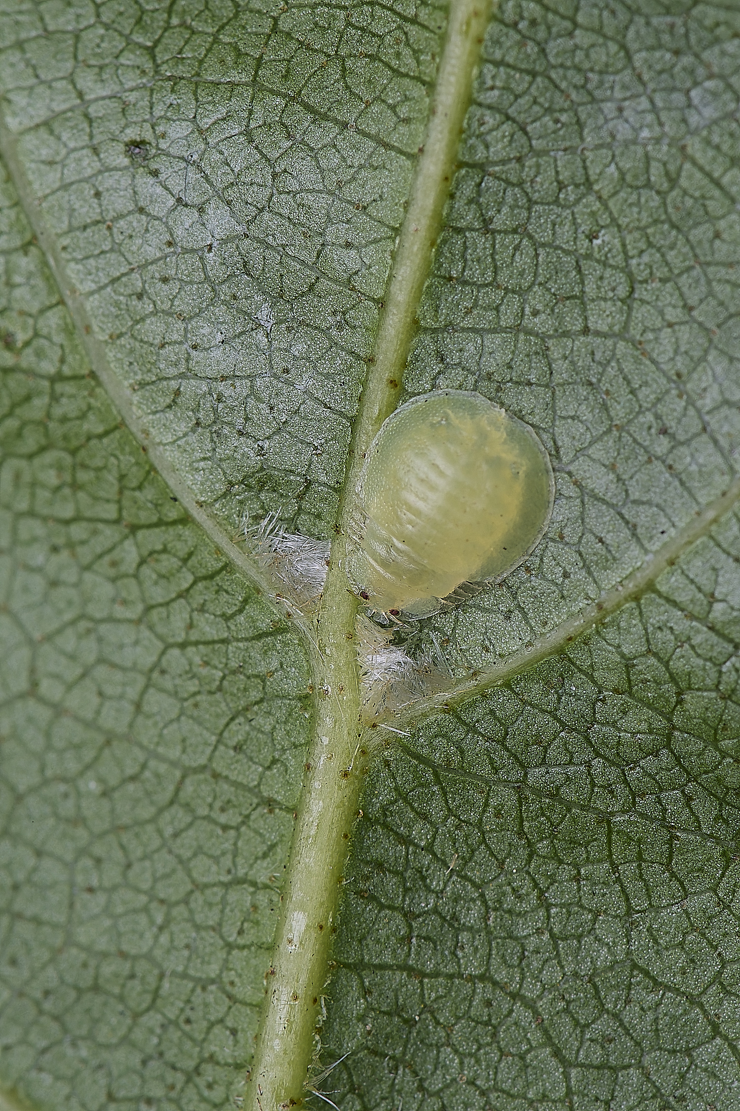 NorwichGreen100525-1