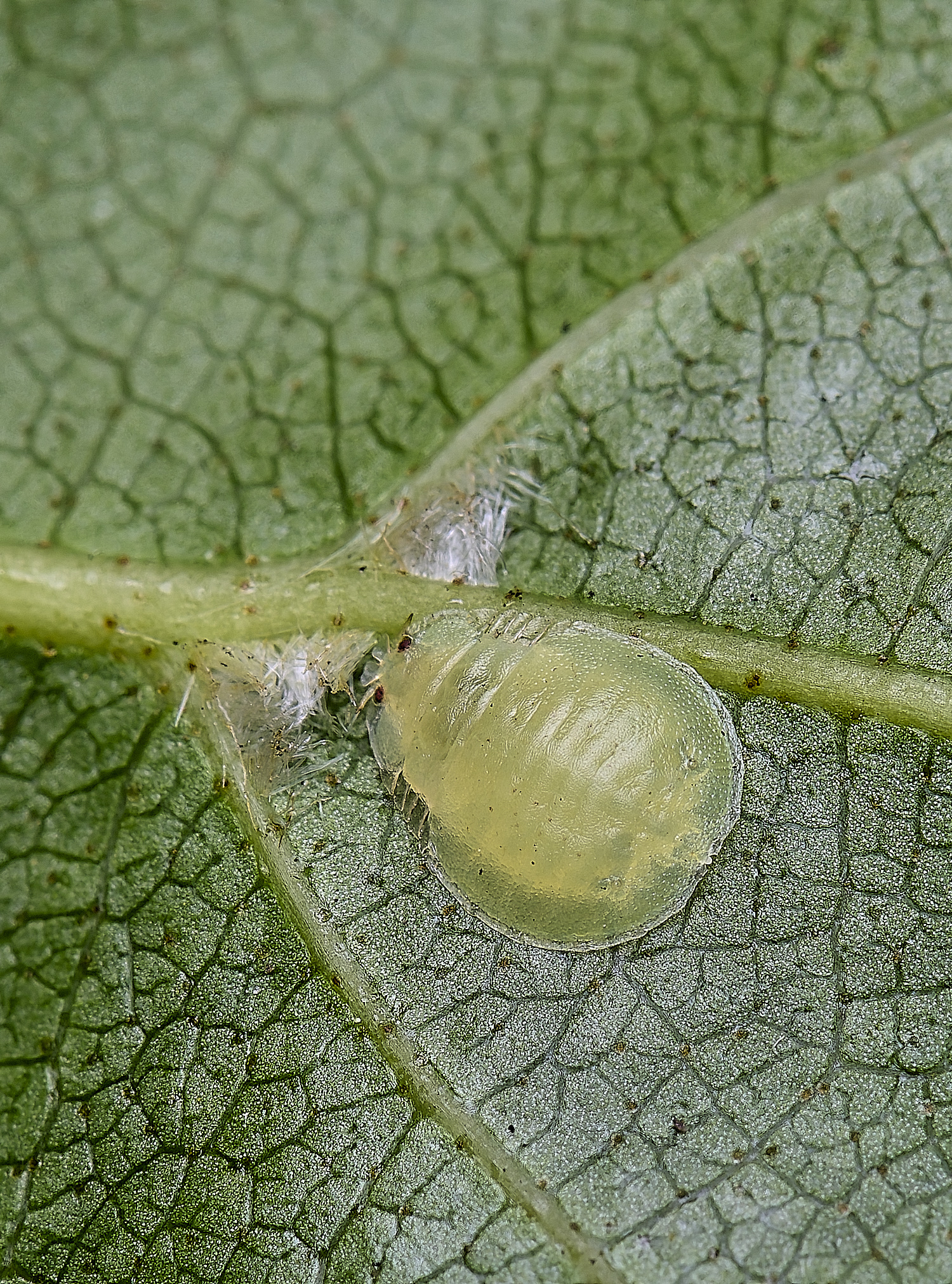 NorwichGreen100525-2