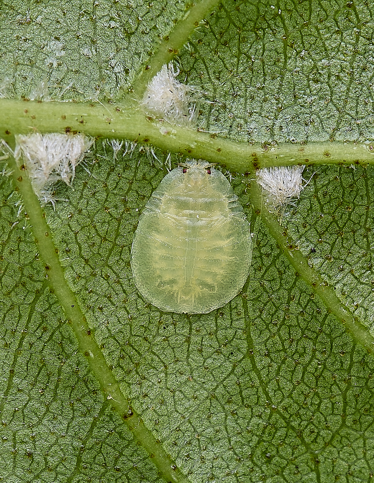 NorwichGreen100525-3