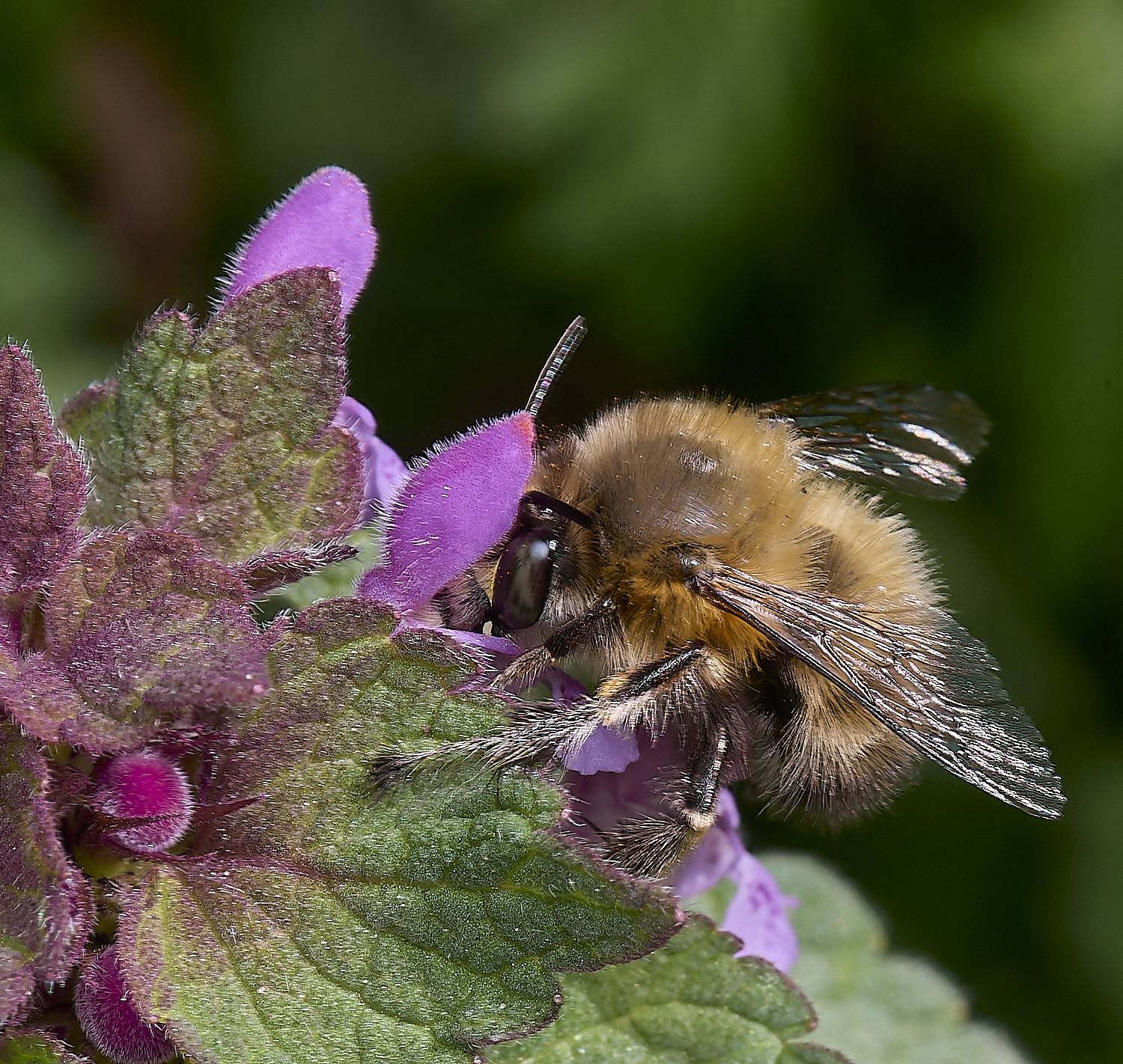 NorwichH-fFBee050425-1