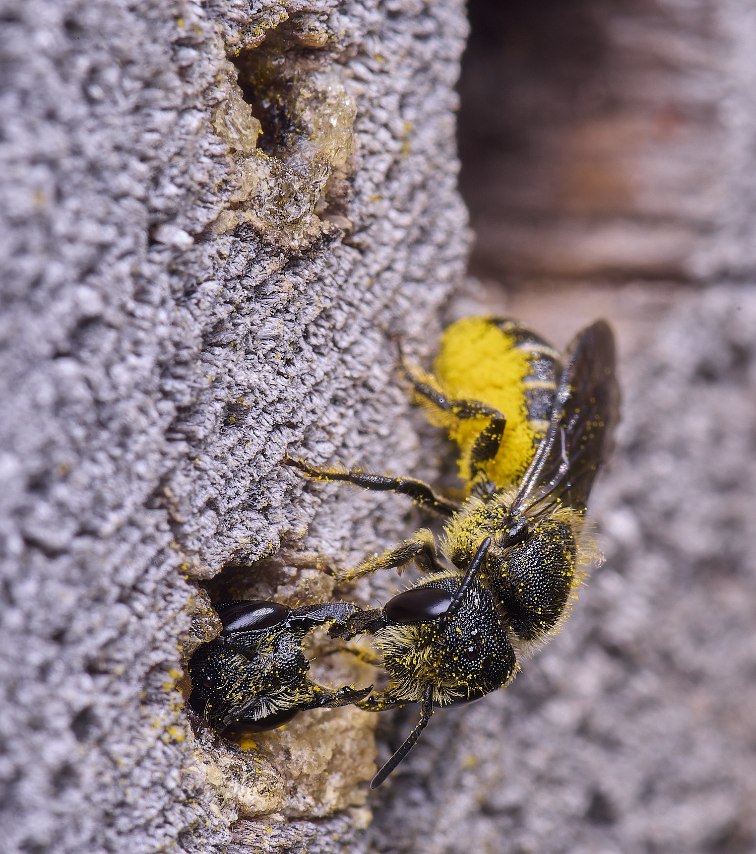 NorwichHeriades160625-1