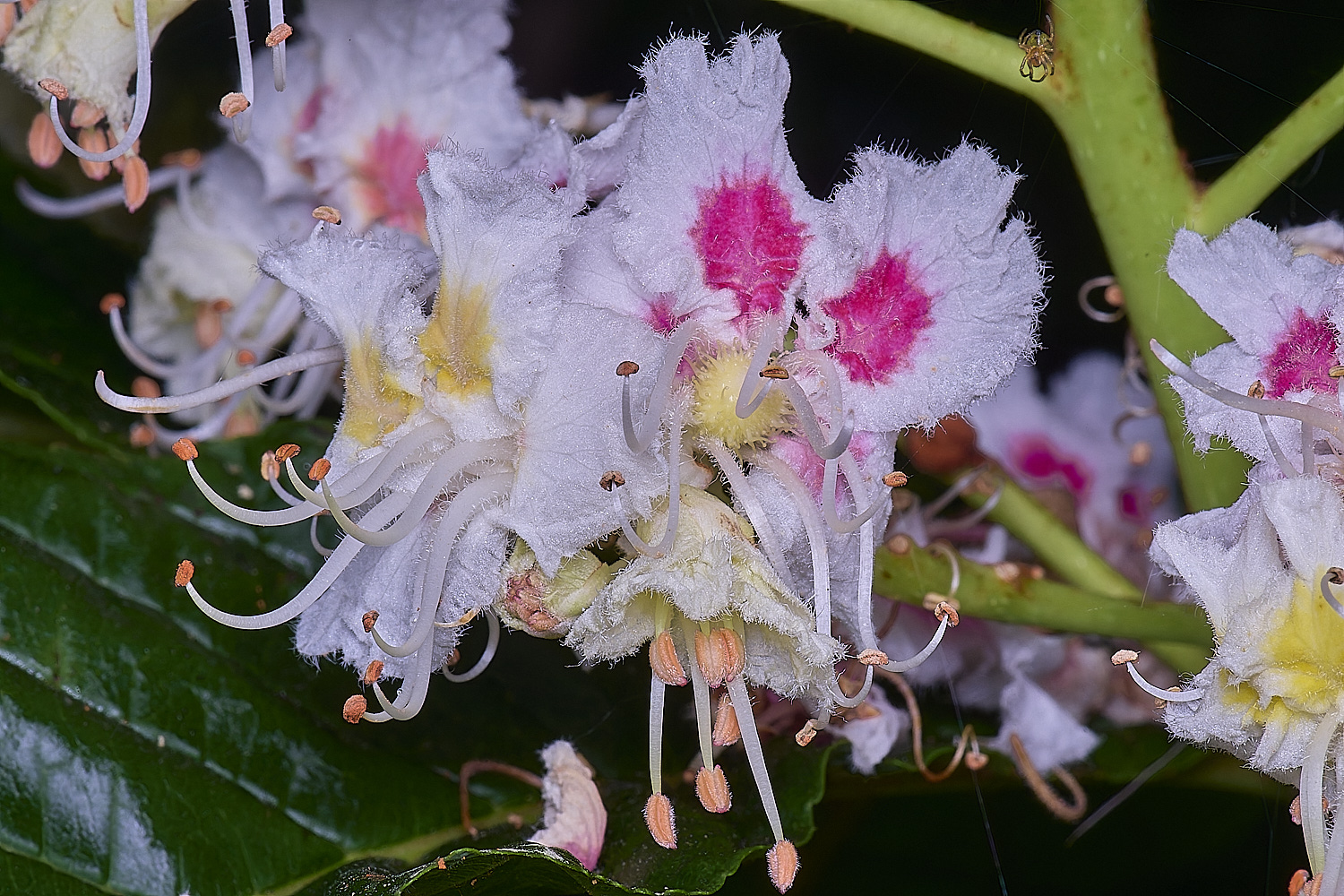 NorwichHorseChestnut200525-1
