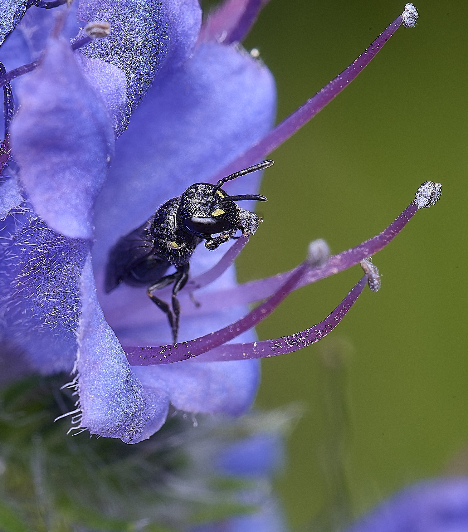 NorwichHylaeus160625-3