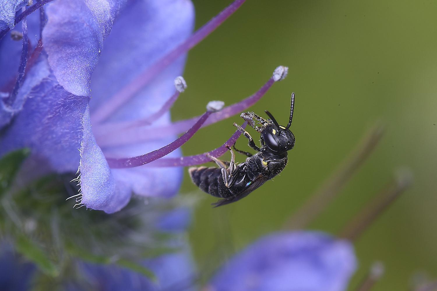 NorwichHylaeus160625-2
