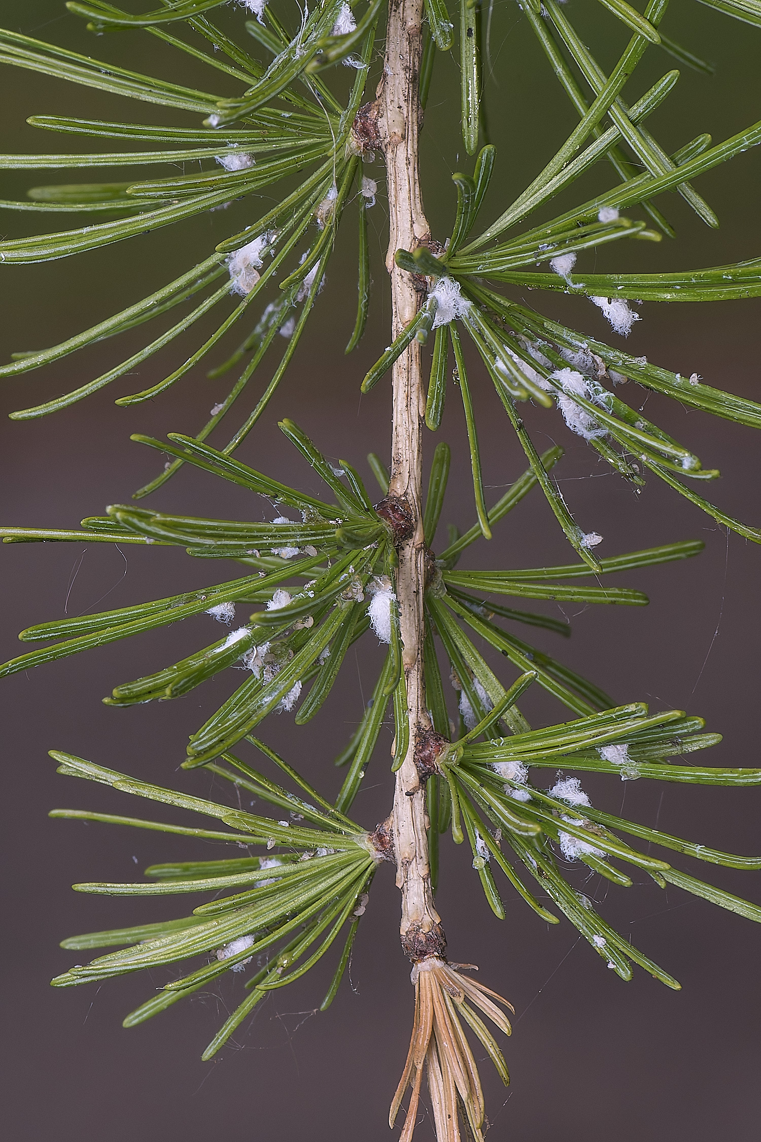 NorwichLarch240525-2