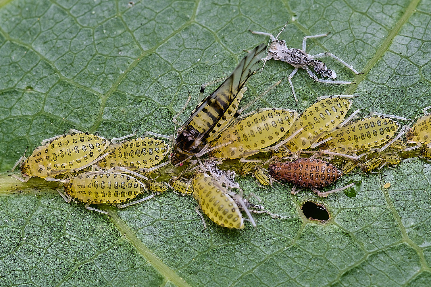 NorwichLargeWalnutAphiid160625-2