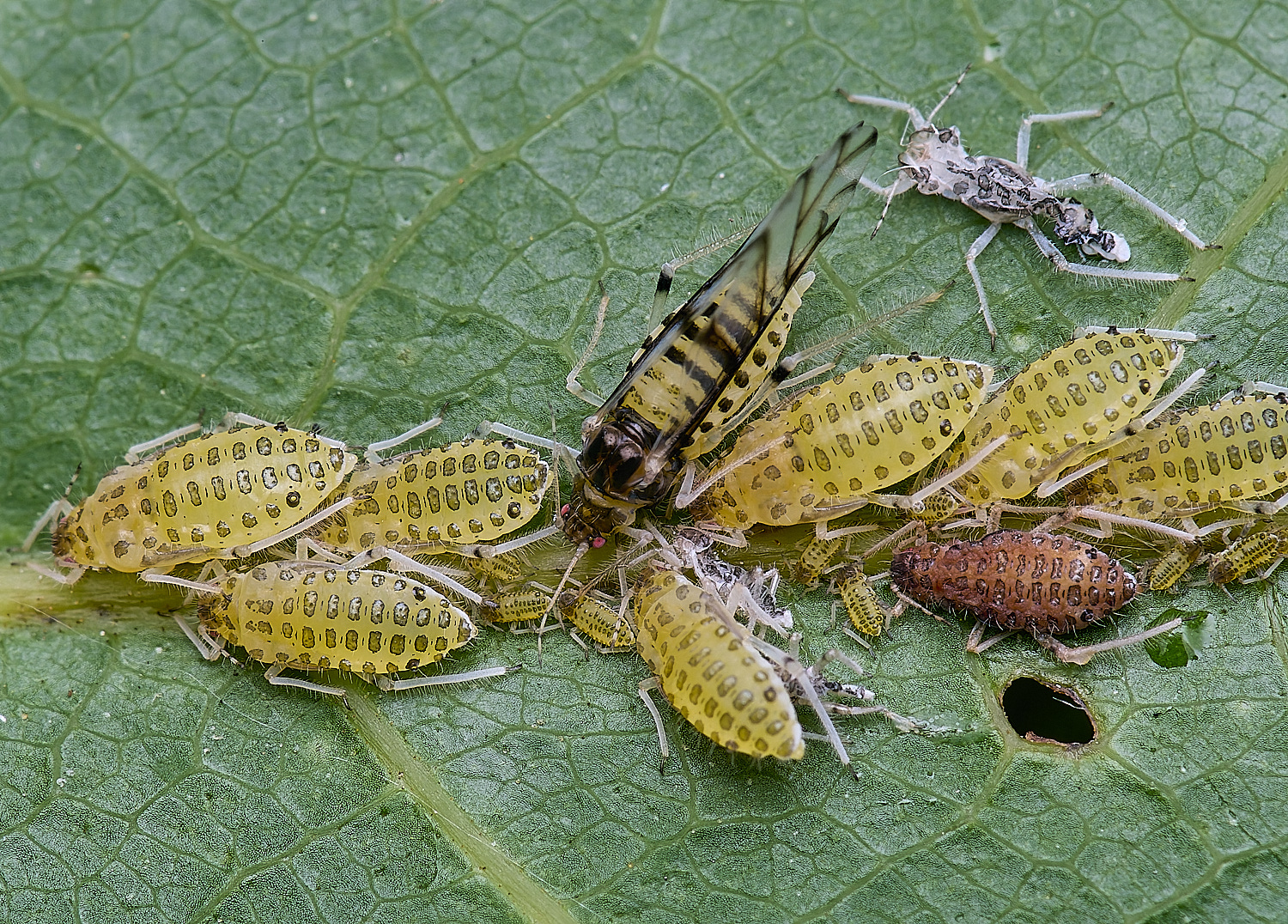 NorwichLargeWalnutAphiid160625-3