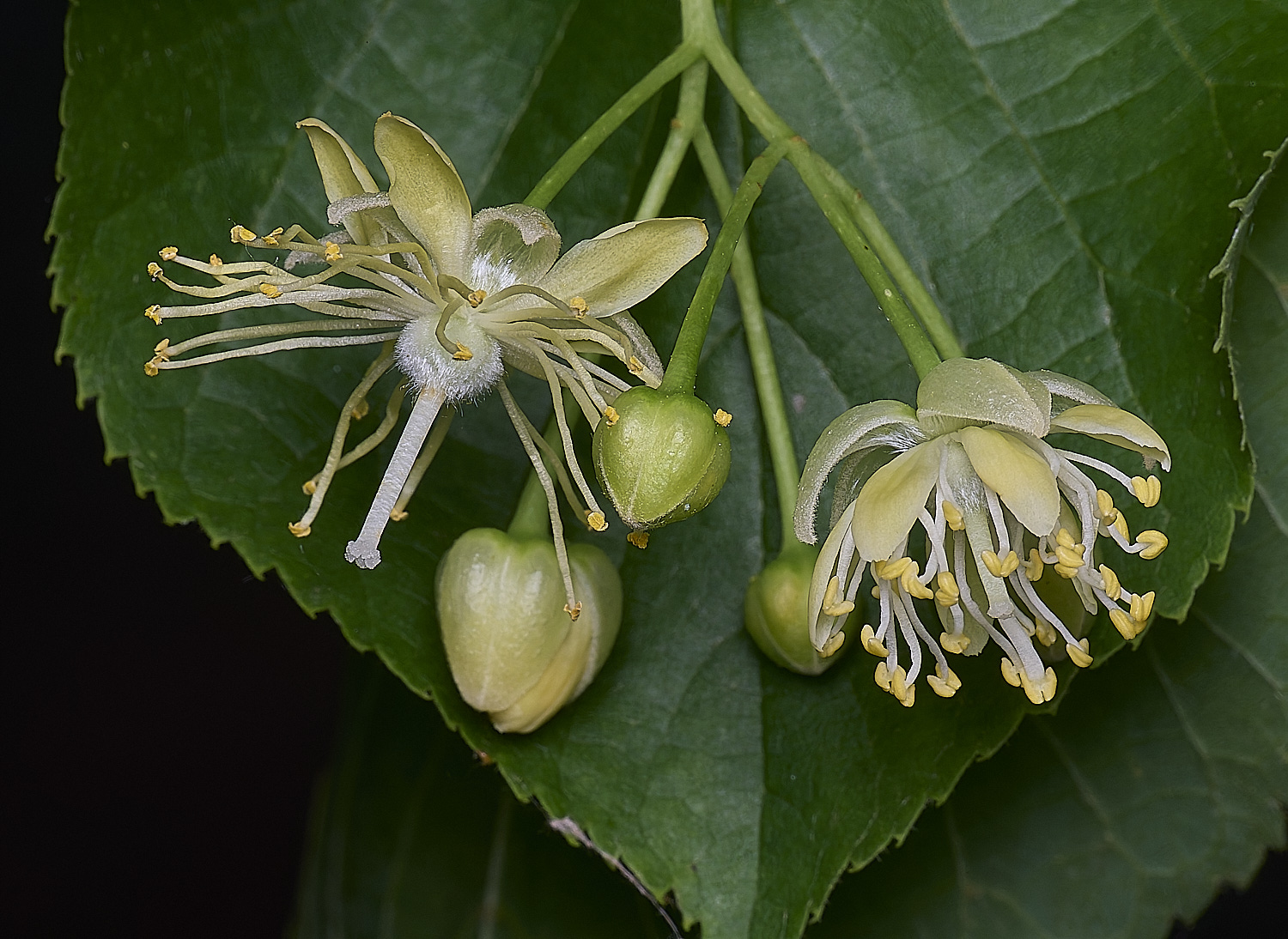 NorwichLimeFlowers150625-1