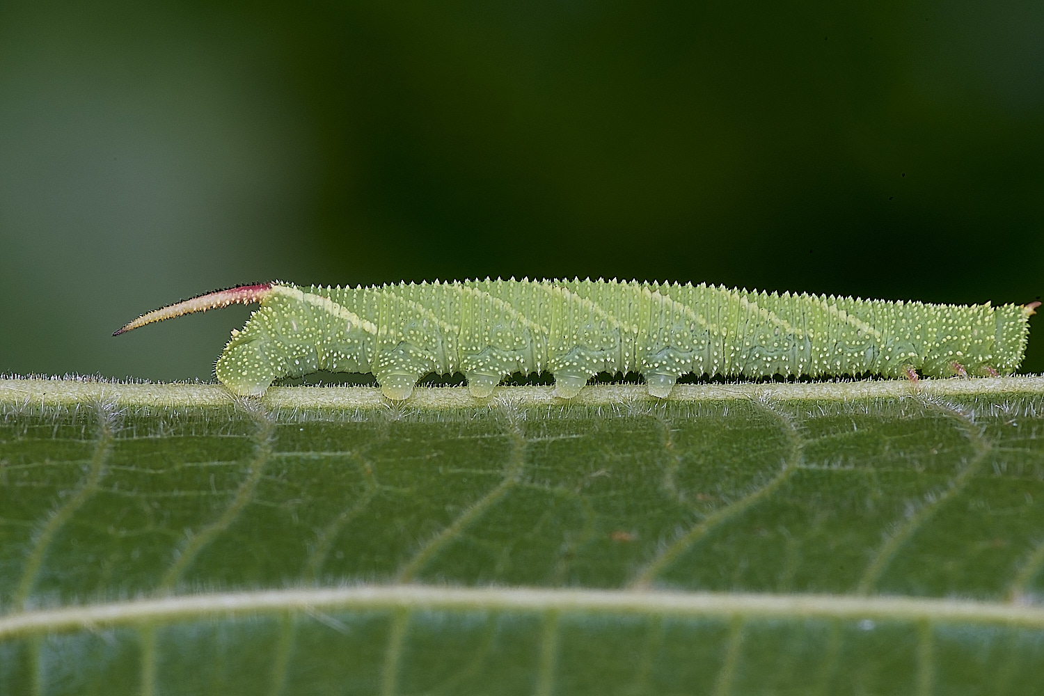 NorwichLimeHawkMoth160625-2