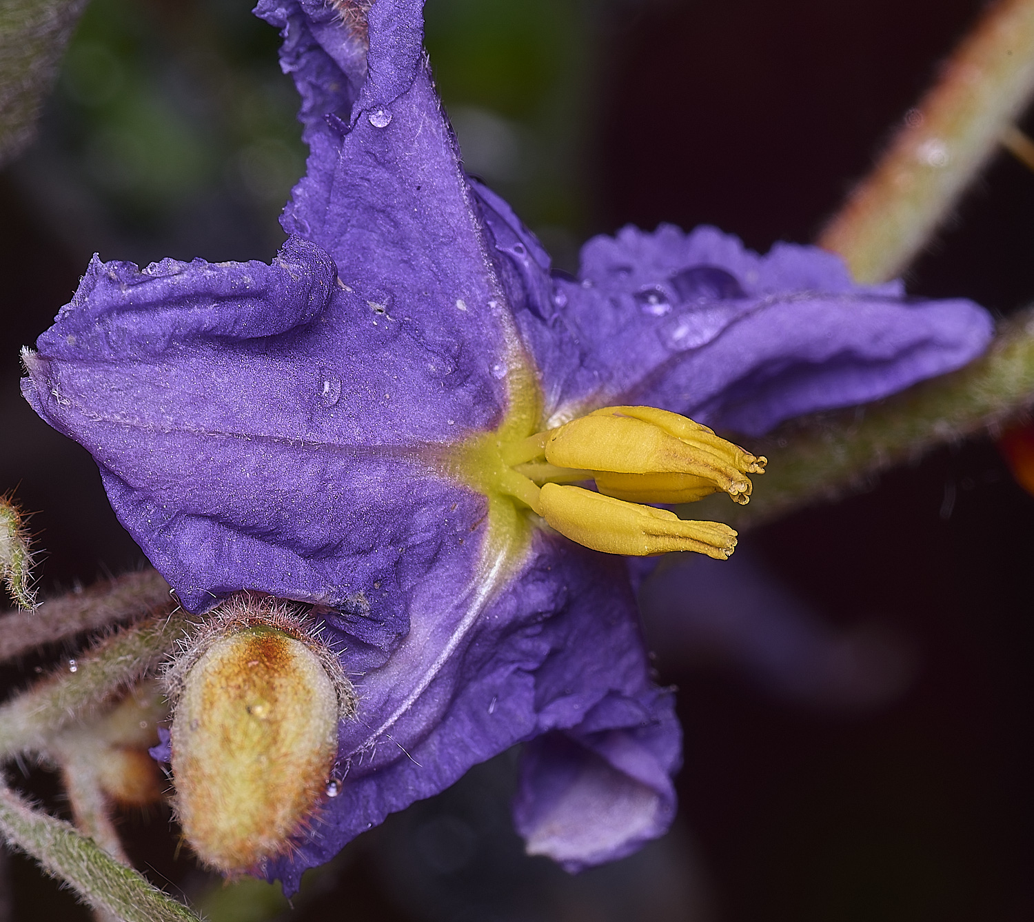 NorwichMadagascanSolanum270525-1