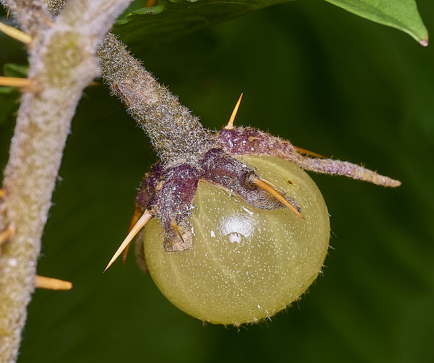 NorwichMadagascanSolanum270525-2