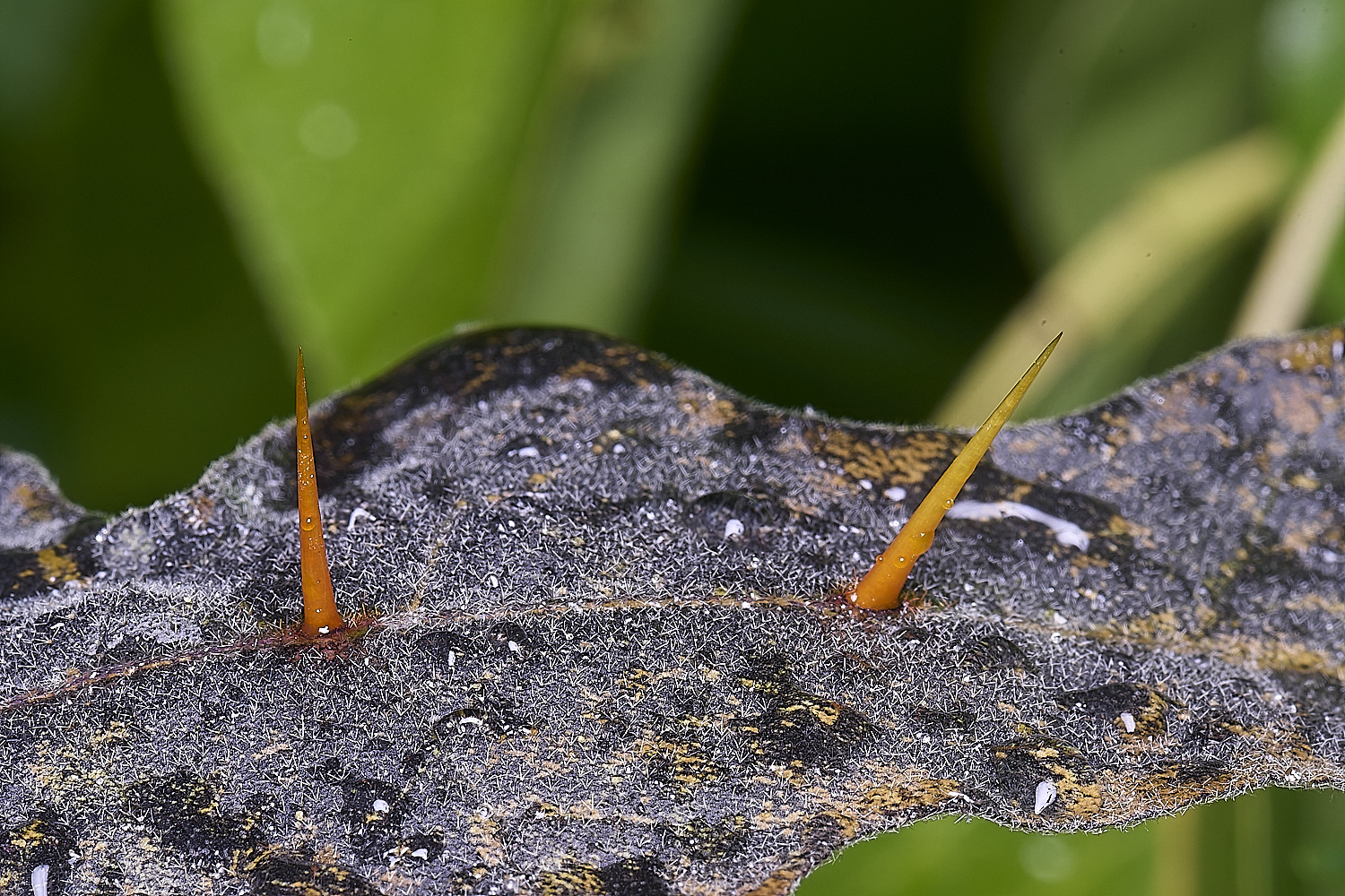 NorwichMadagascanSolanum270525-4