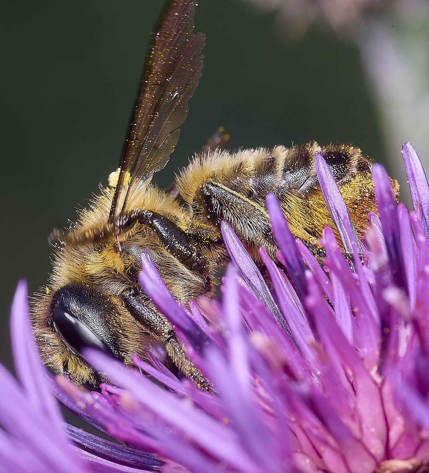 NorwichMegachile160625-2