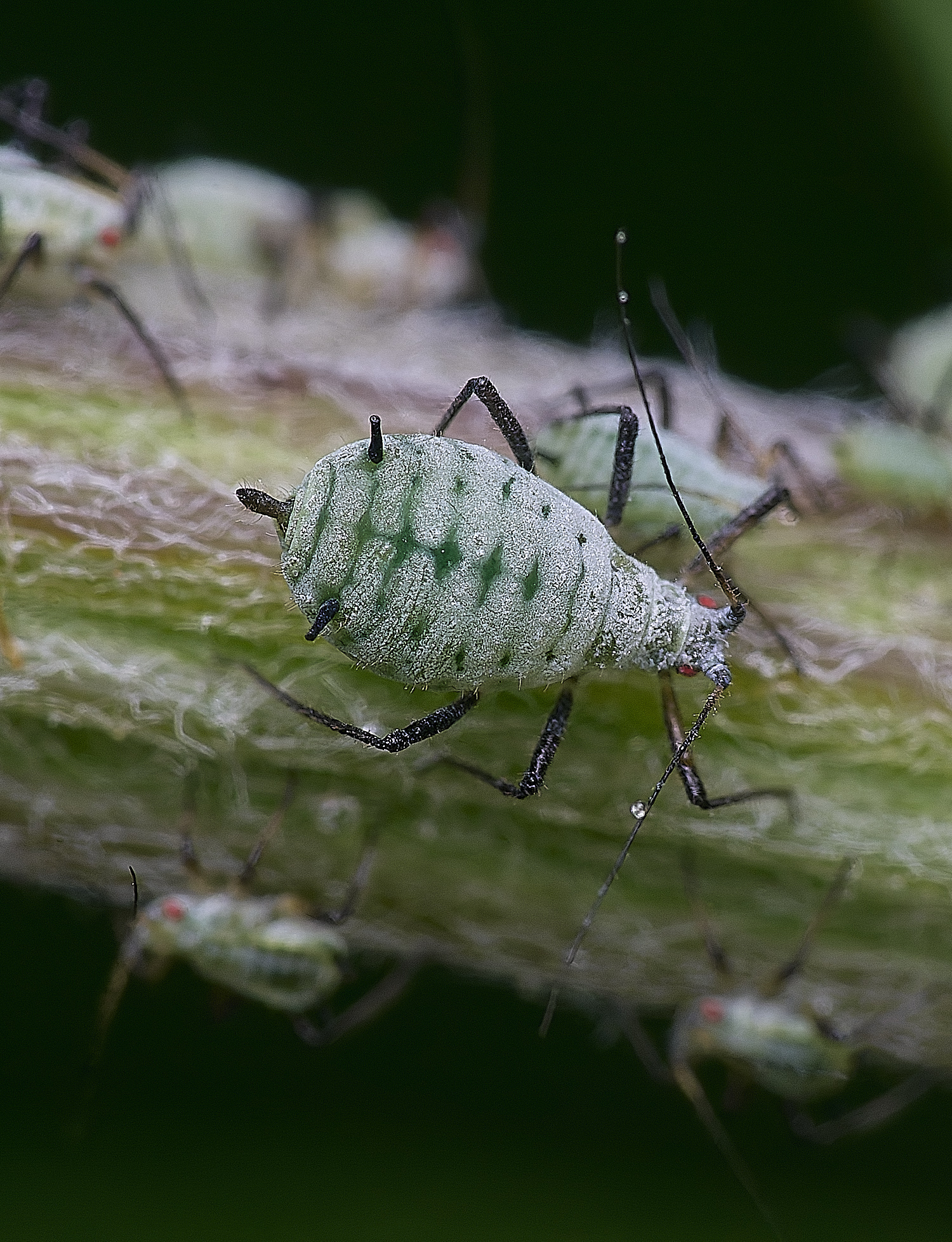 NorwichMugwortAphid150625-2