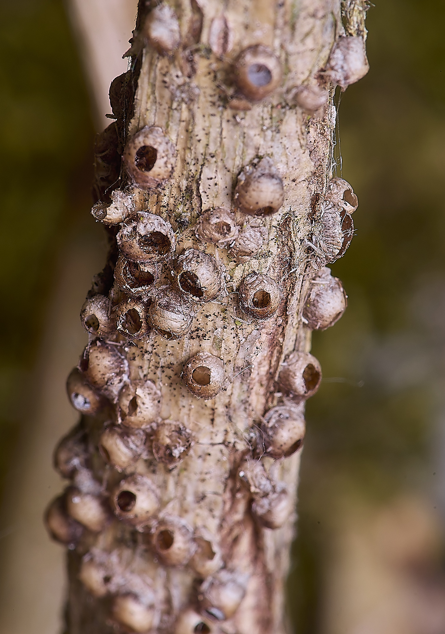 NorwichNest200525-1-NEF