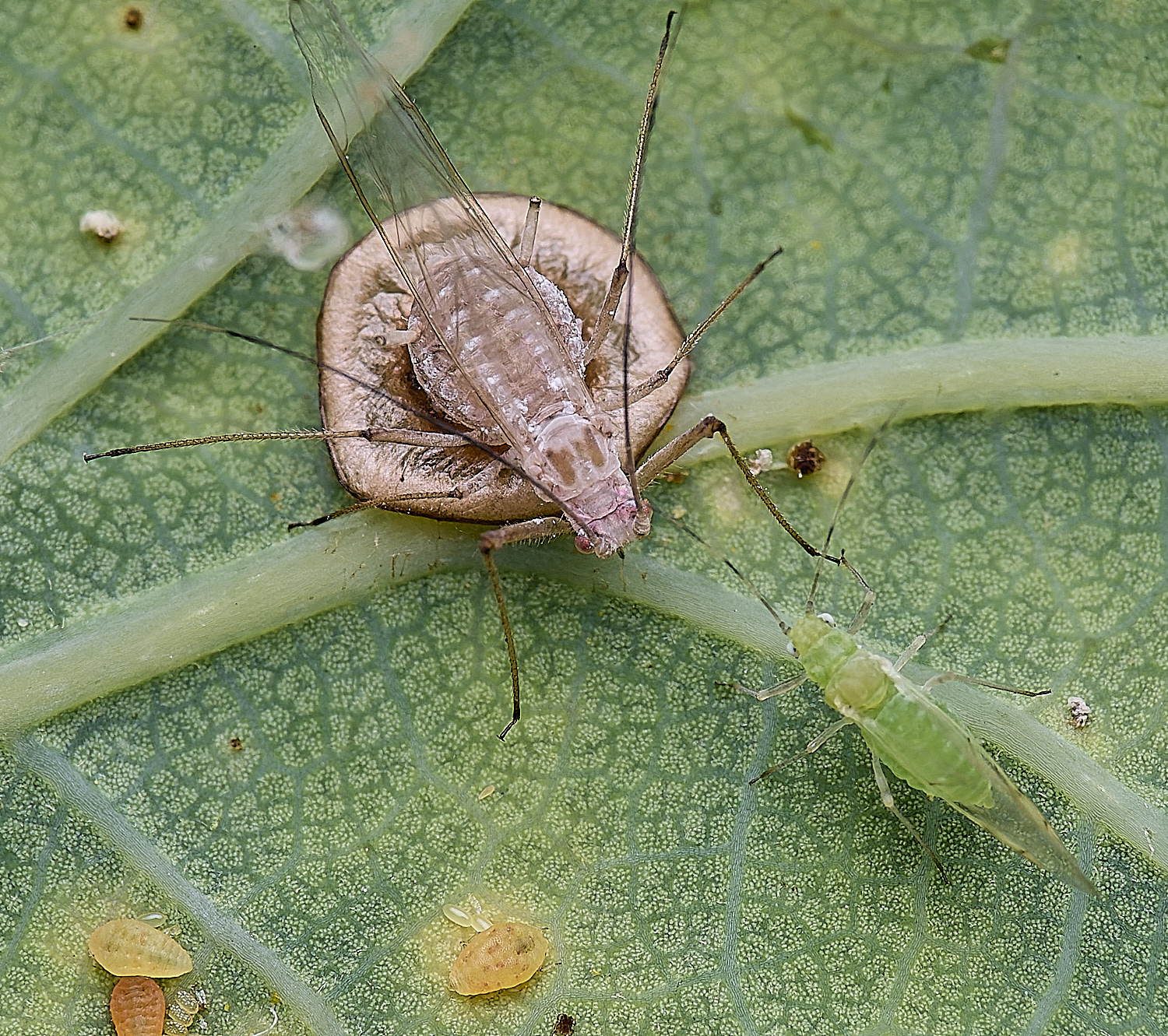 NorwichOakAphid150625-1