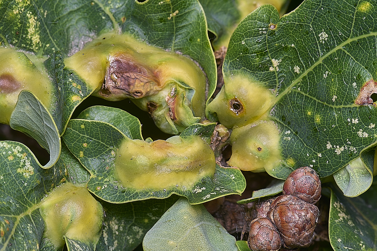 NorwichOakGalls150625-1