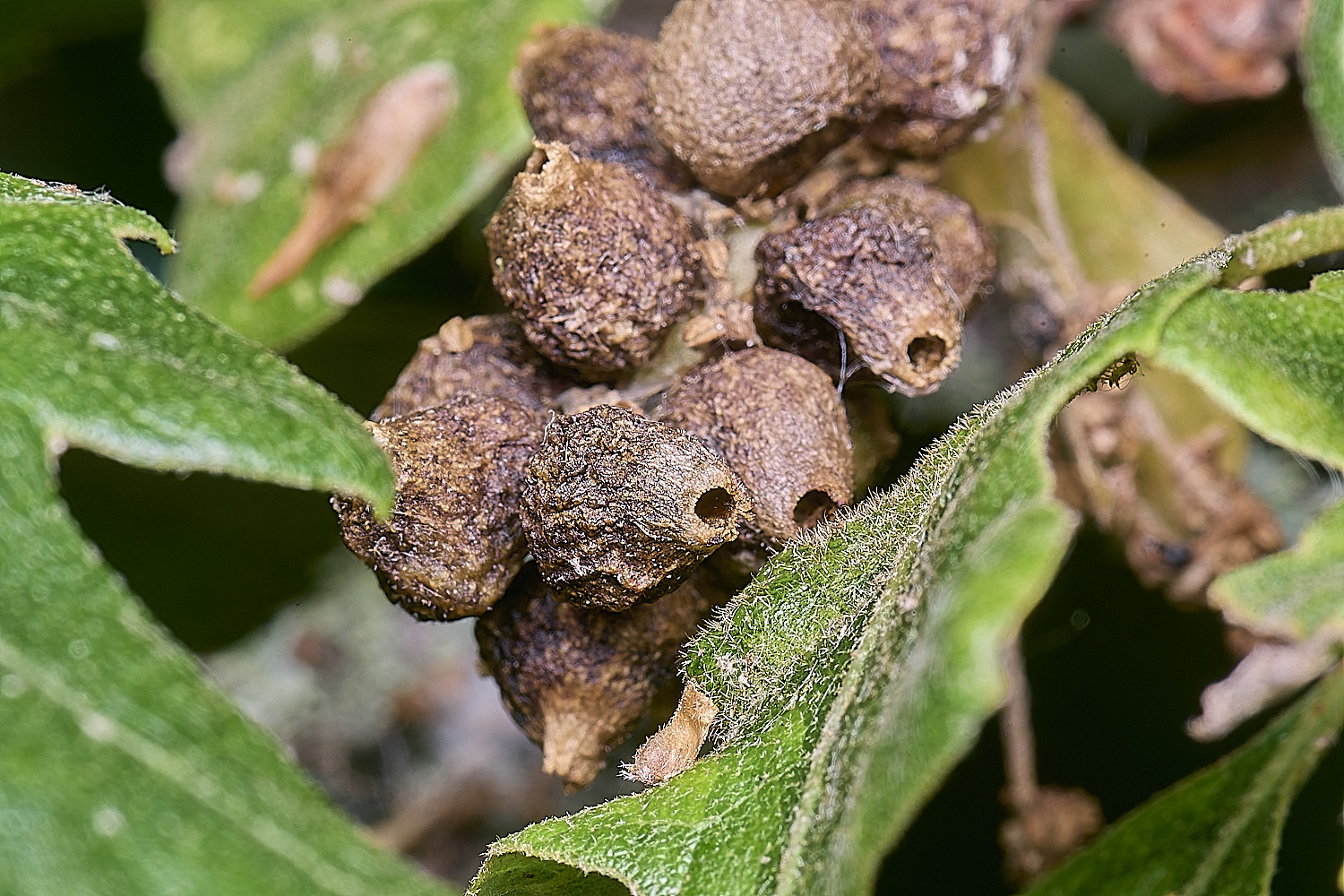 NorwichOakGalls150625-2