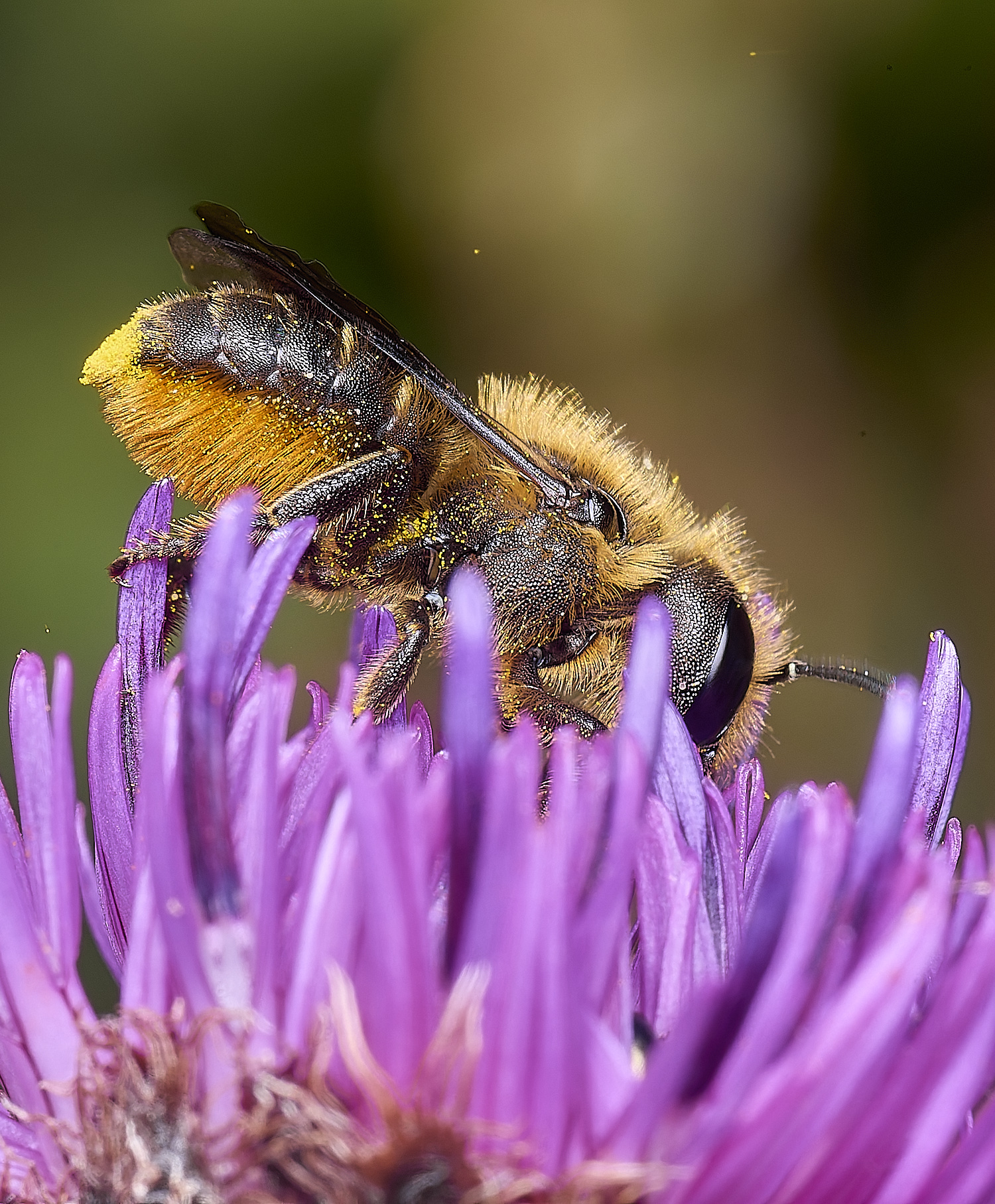 NorwichOleania1160625-1