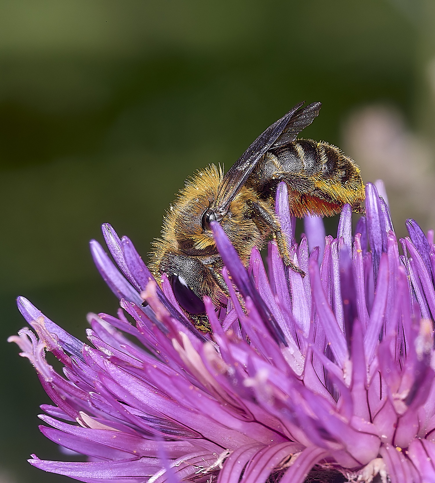 NorwichOleania1160625-2