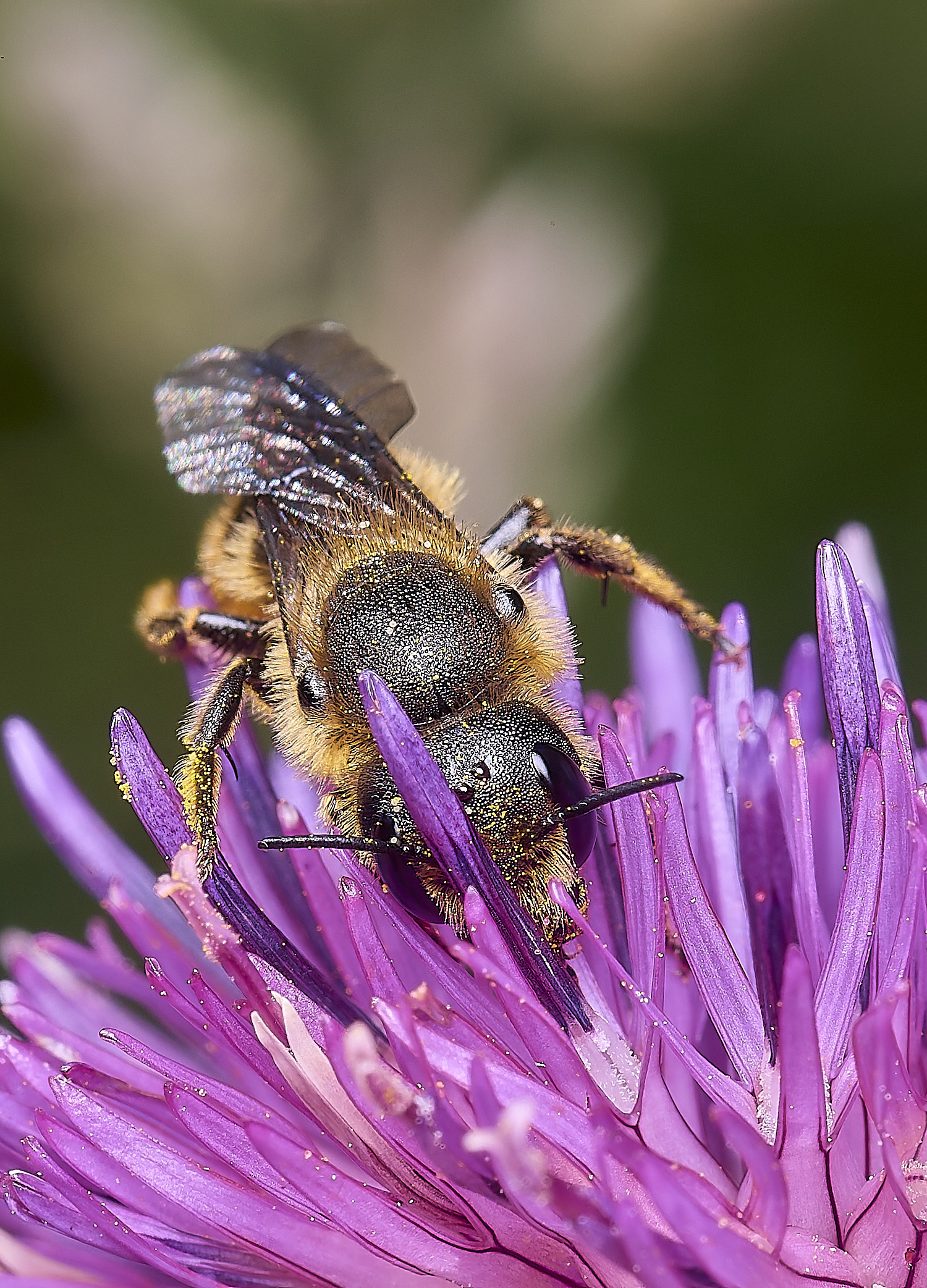 NorwichOleania1160625-3