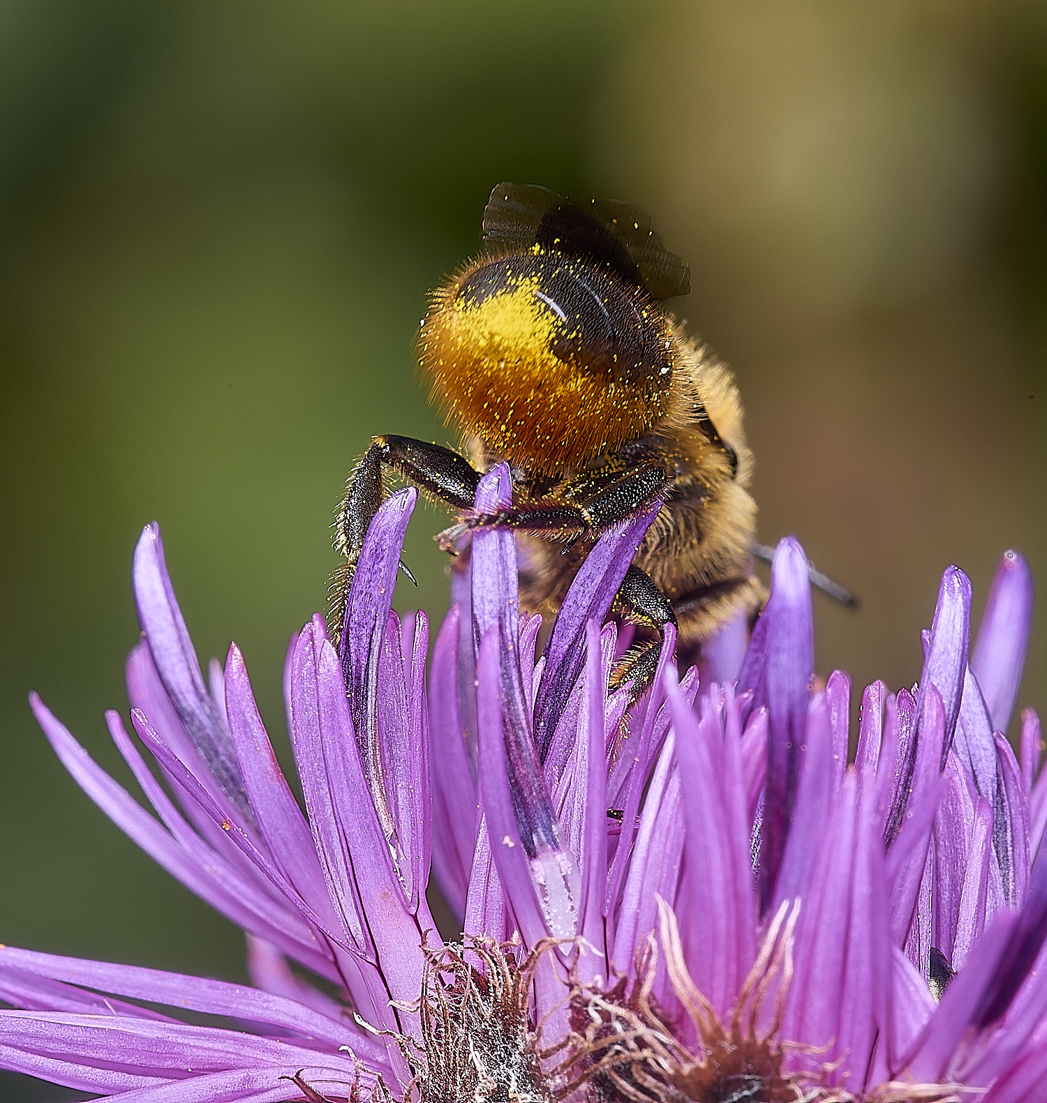 NorwichOleania1160625-4