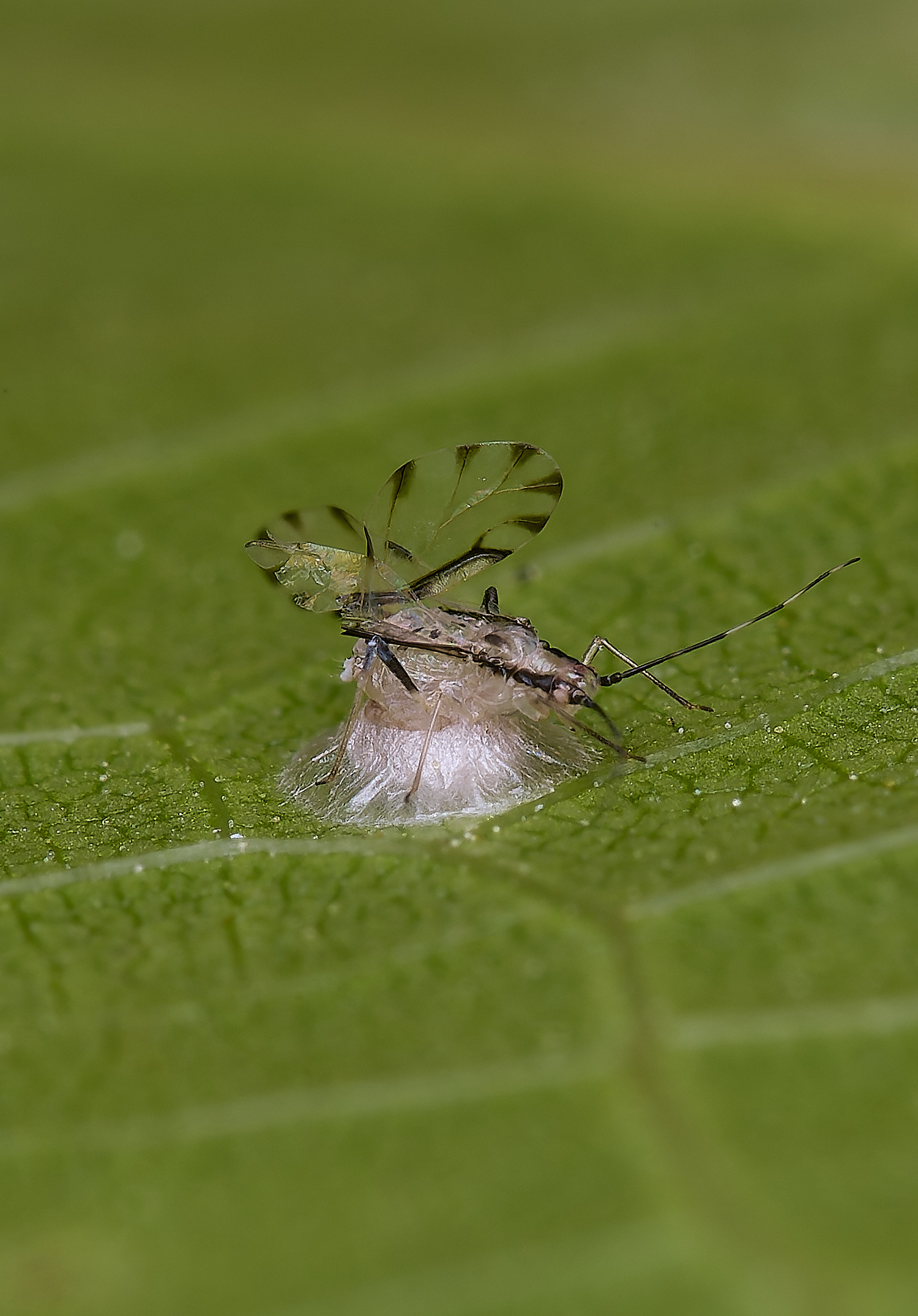 NorwichParasatised160625-1