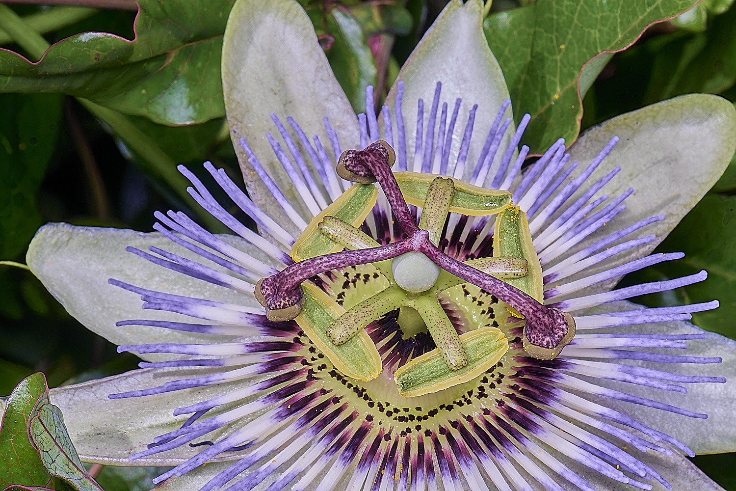 NorwichPassionFlower210625-1