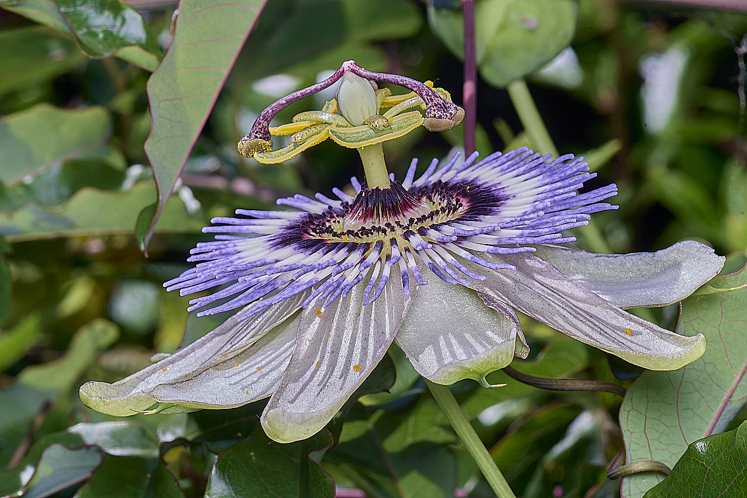 NorwichPassionFlower210625-2