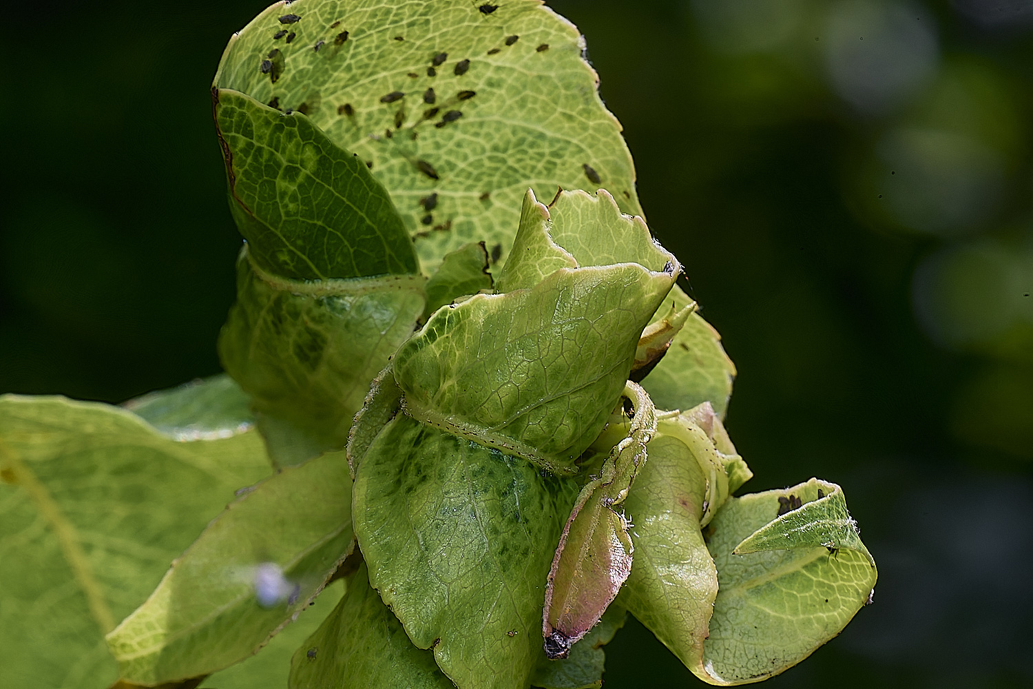 NorwichPearAphid210625-1