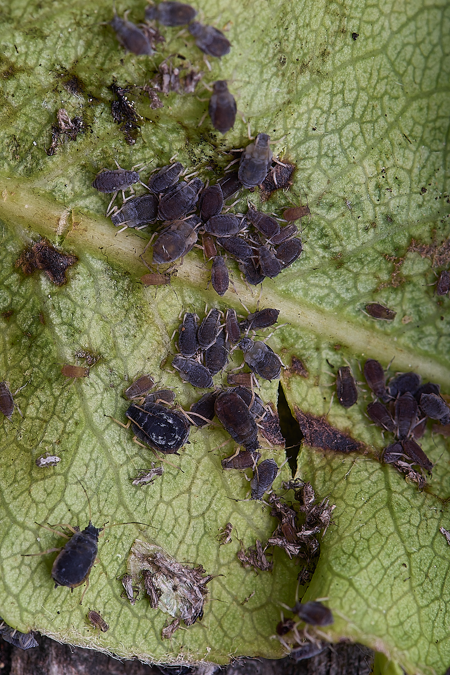 NorwichPearAphid210625-2
