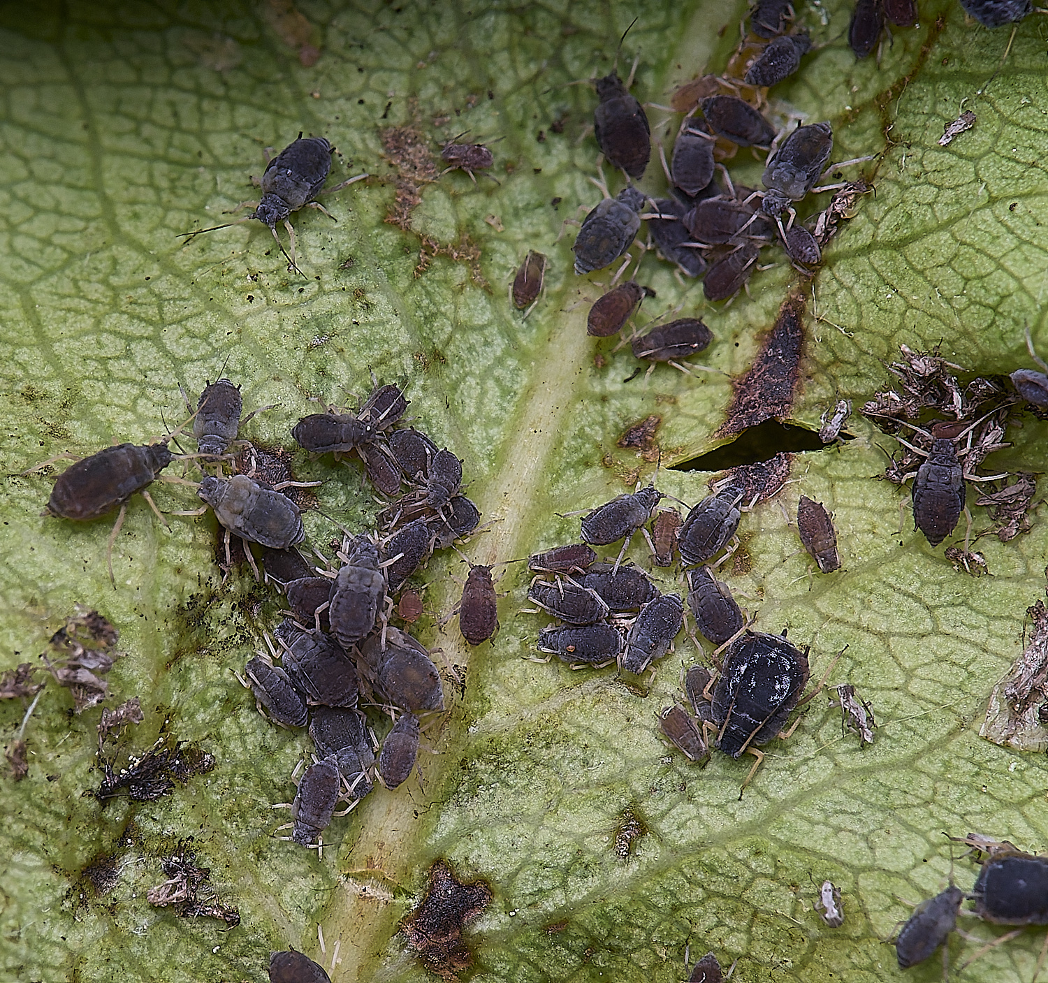NorwichPearAphid210625-3