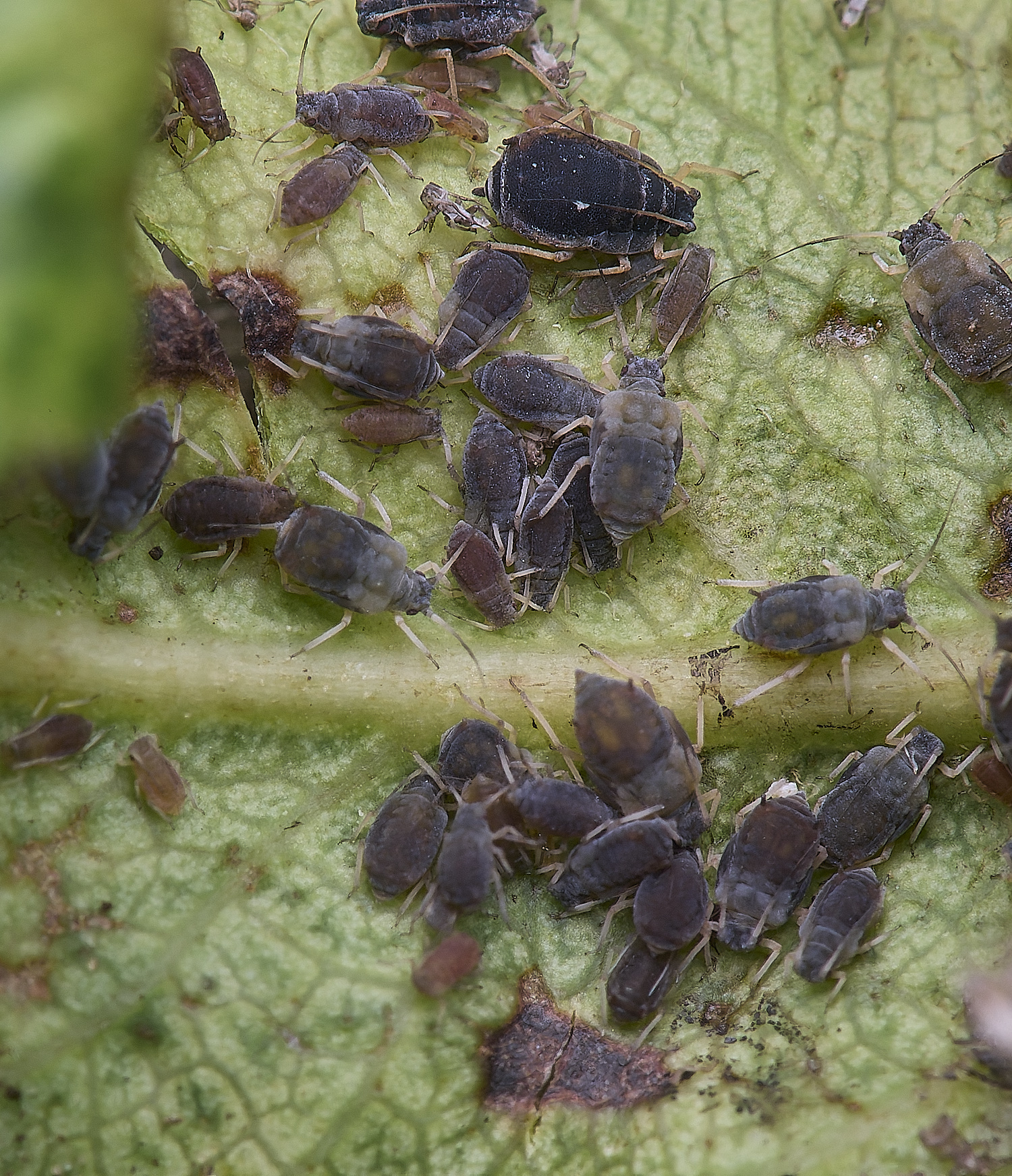 NorwichPearAphid210625-4