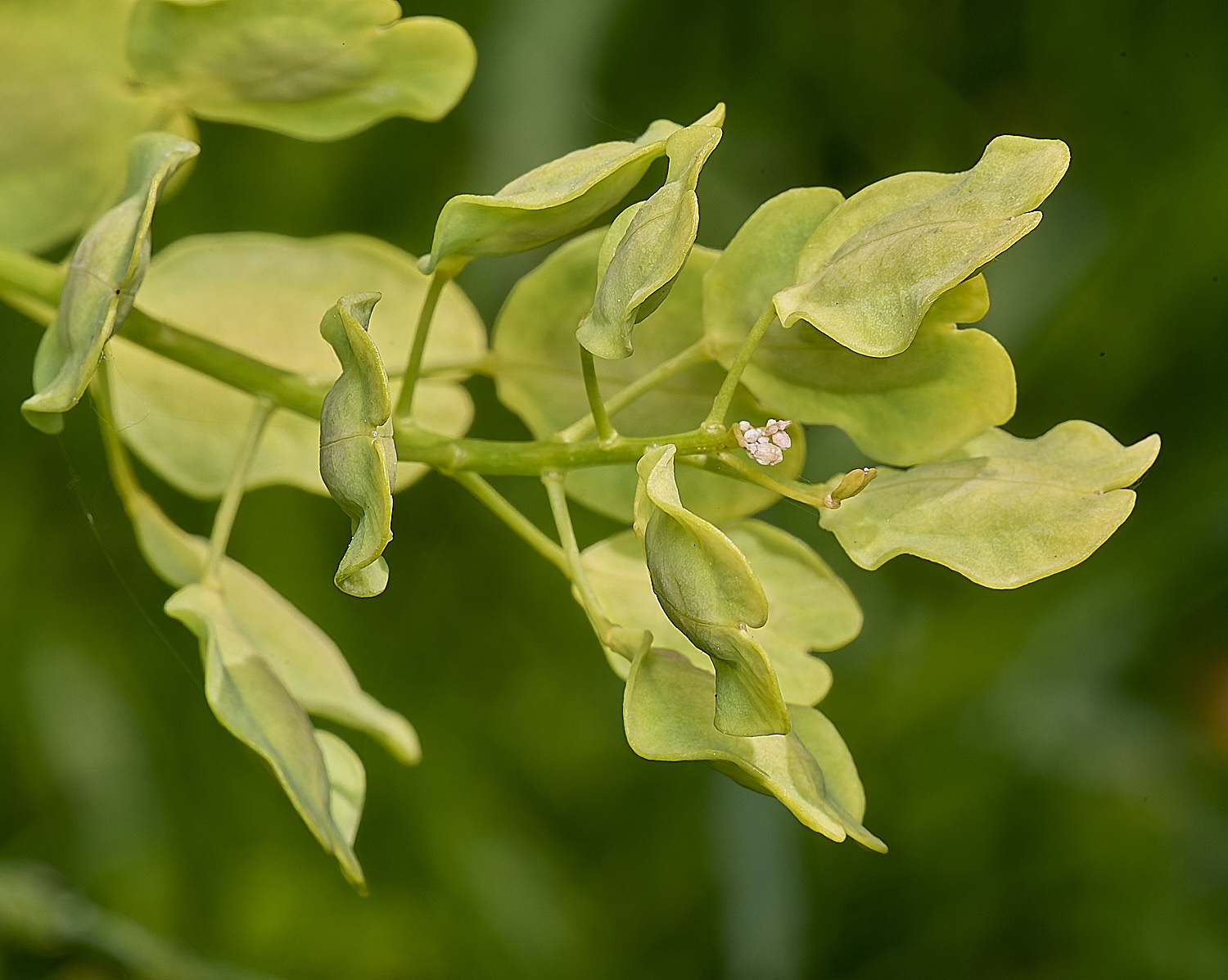 NorwichPennyCress160624-1