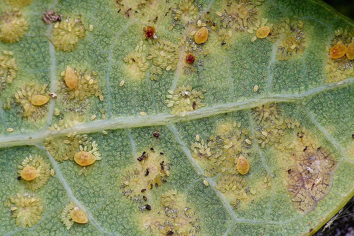 NorwichPhylloxeraglabra150625-2