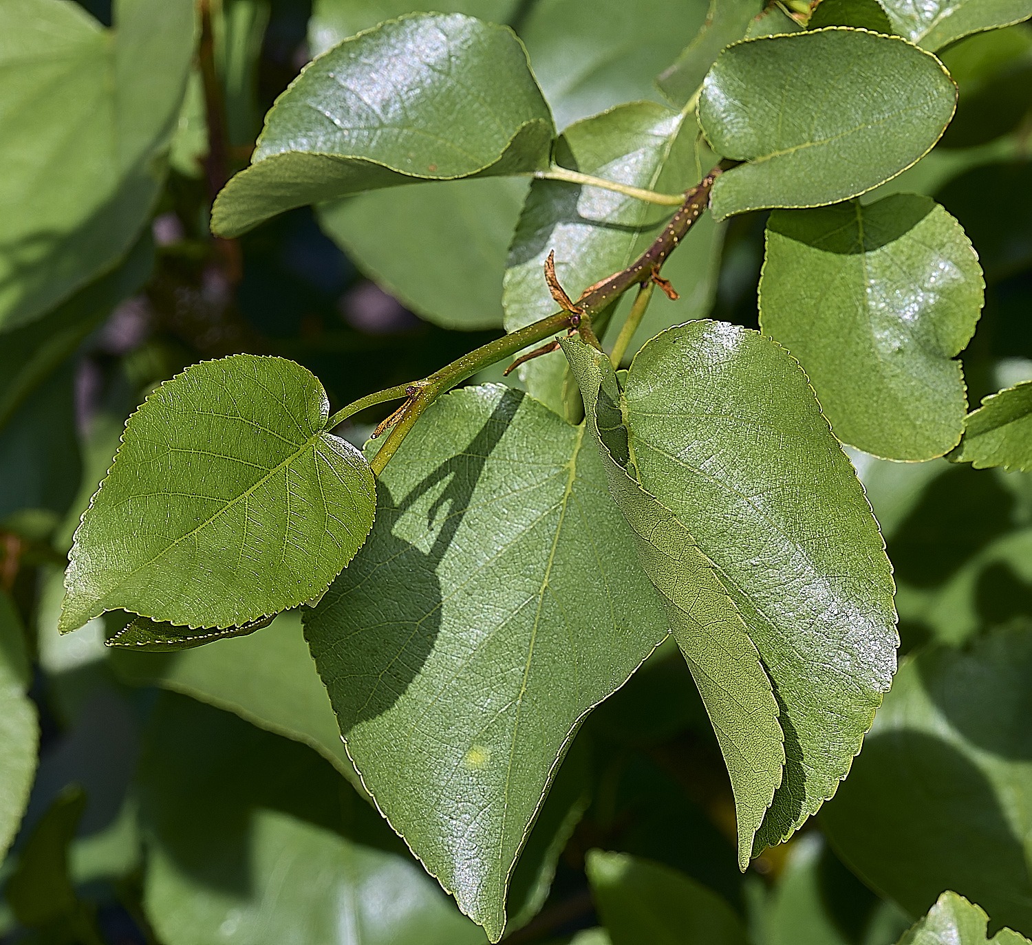 NorwichPoplar100525-1