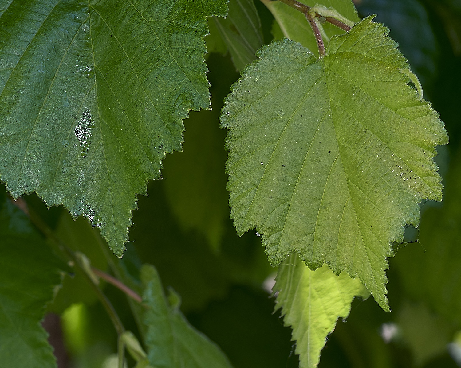 NorwichPoplar2100525-1