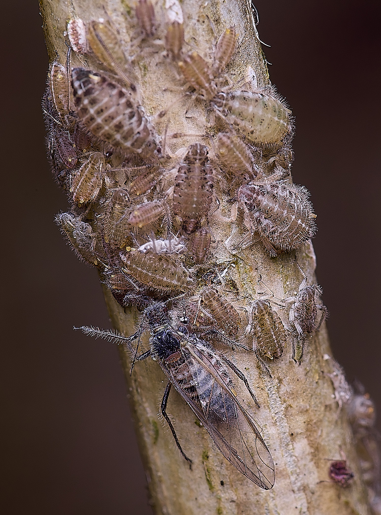 NorwichPoplarAphid200525-2