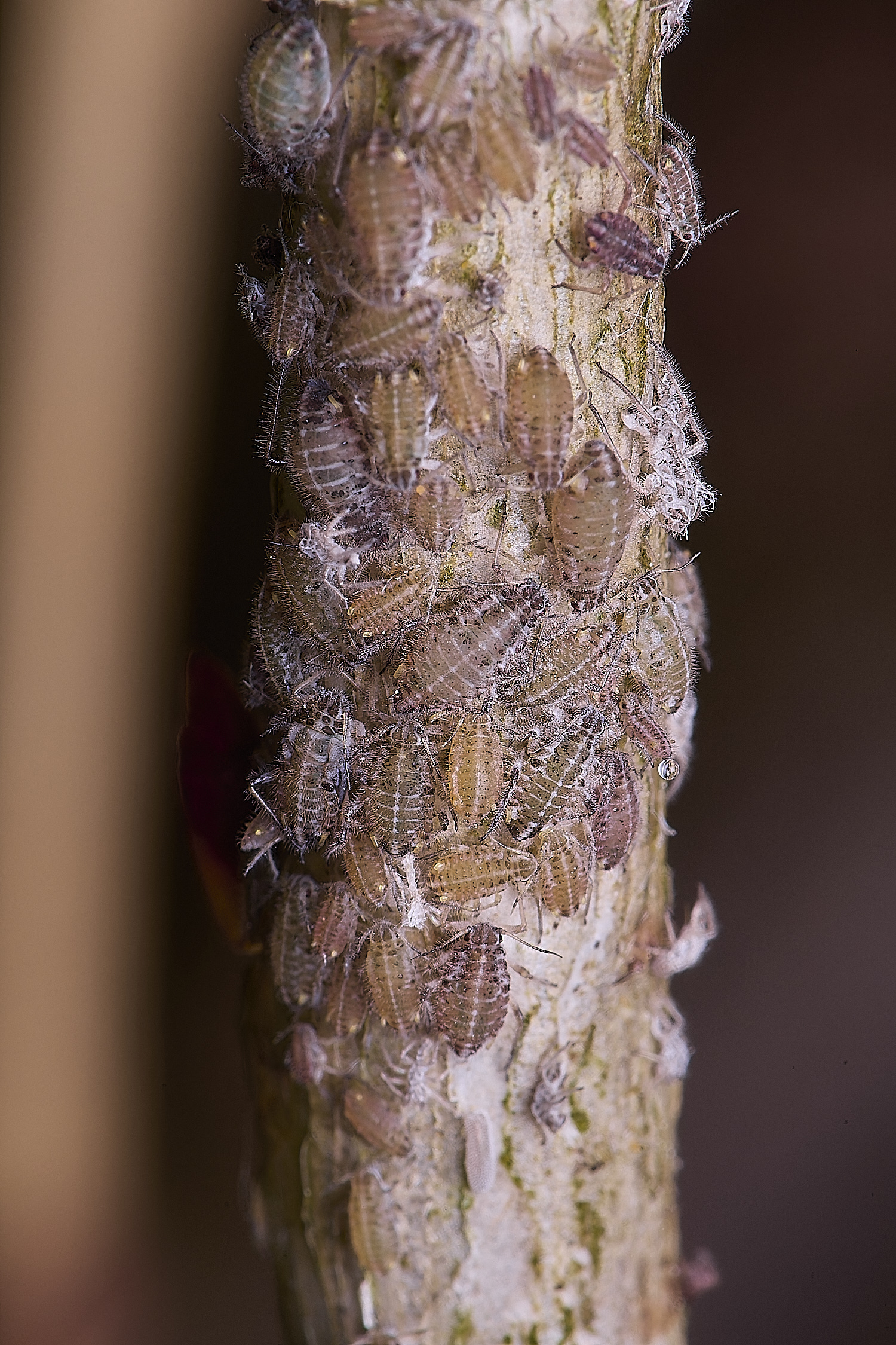 NorwichPoplarAphid200525-3